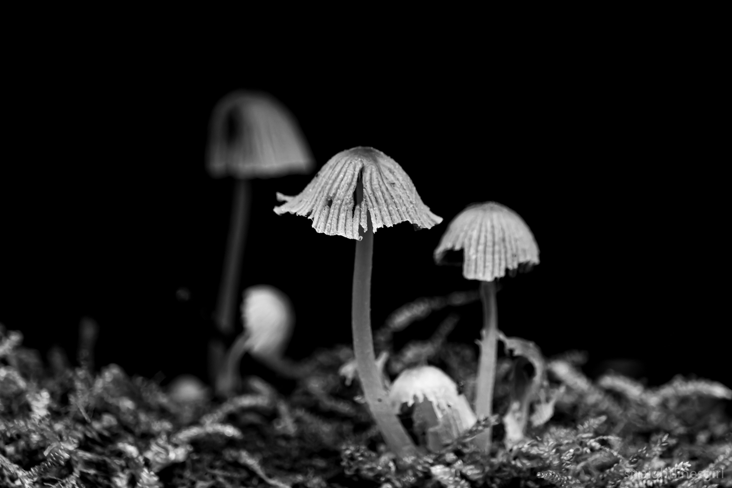 A black and white image of three small funghi