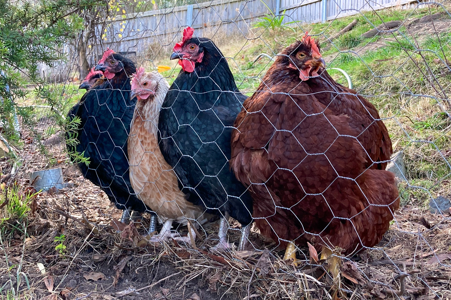 Five chickens huddled together along a chicken wire fence
