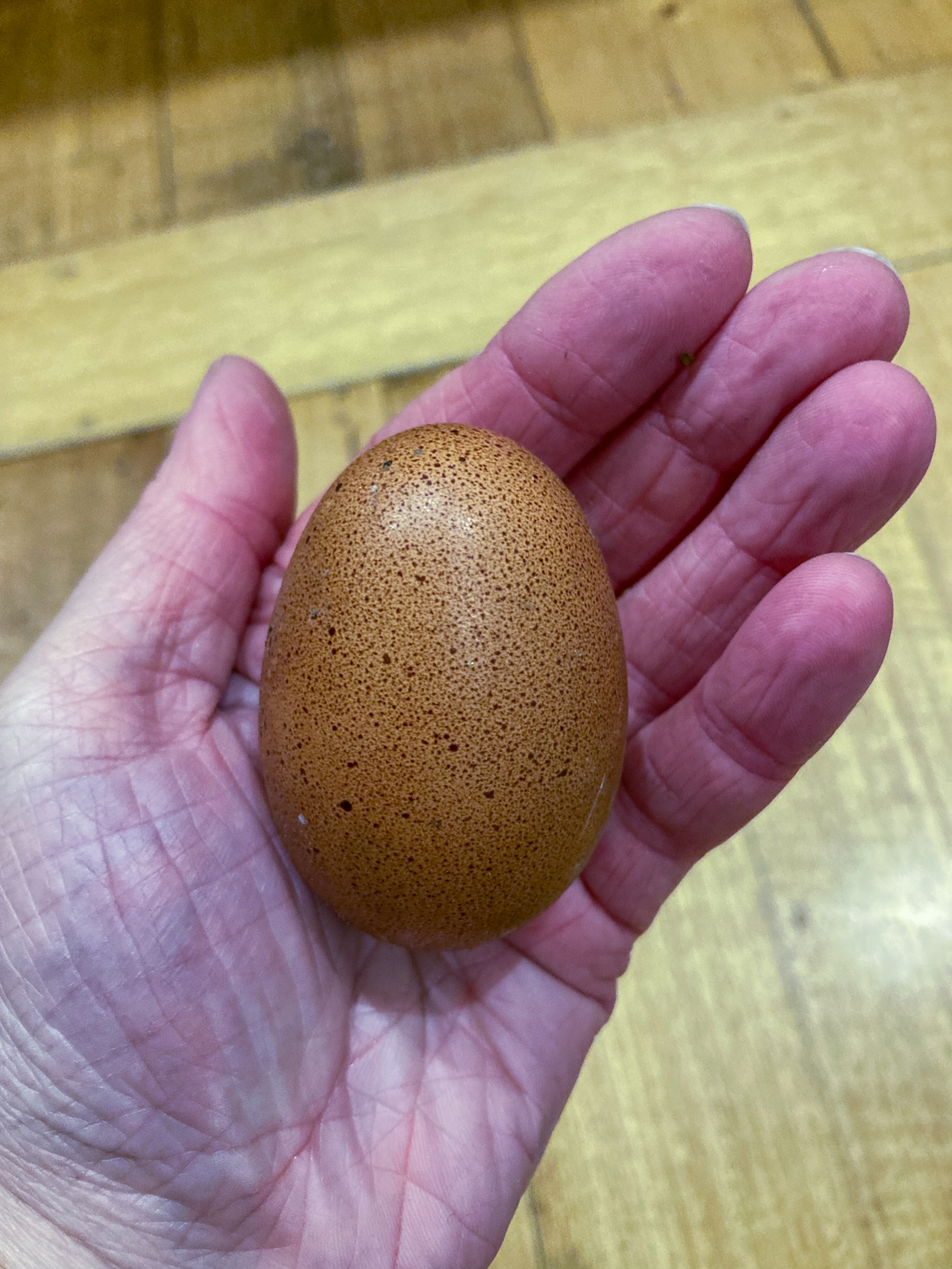 My left hand holding a dark brown speckled chicken egg