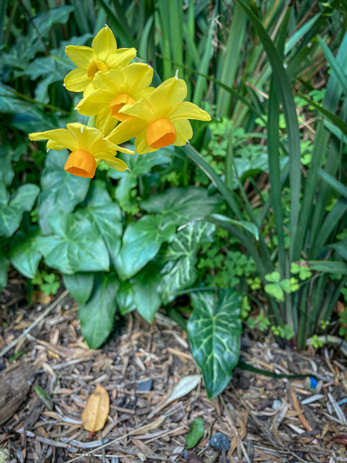 Small yellow daffodils growing in a leafy green undergrowth