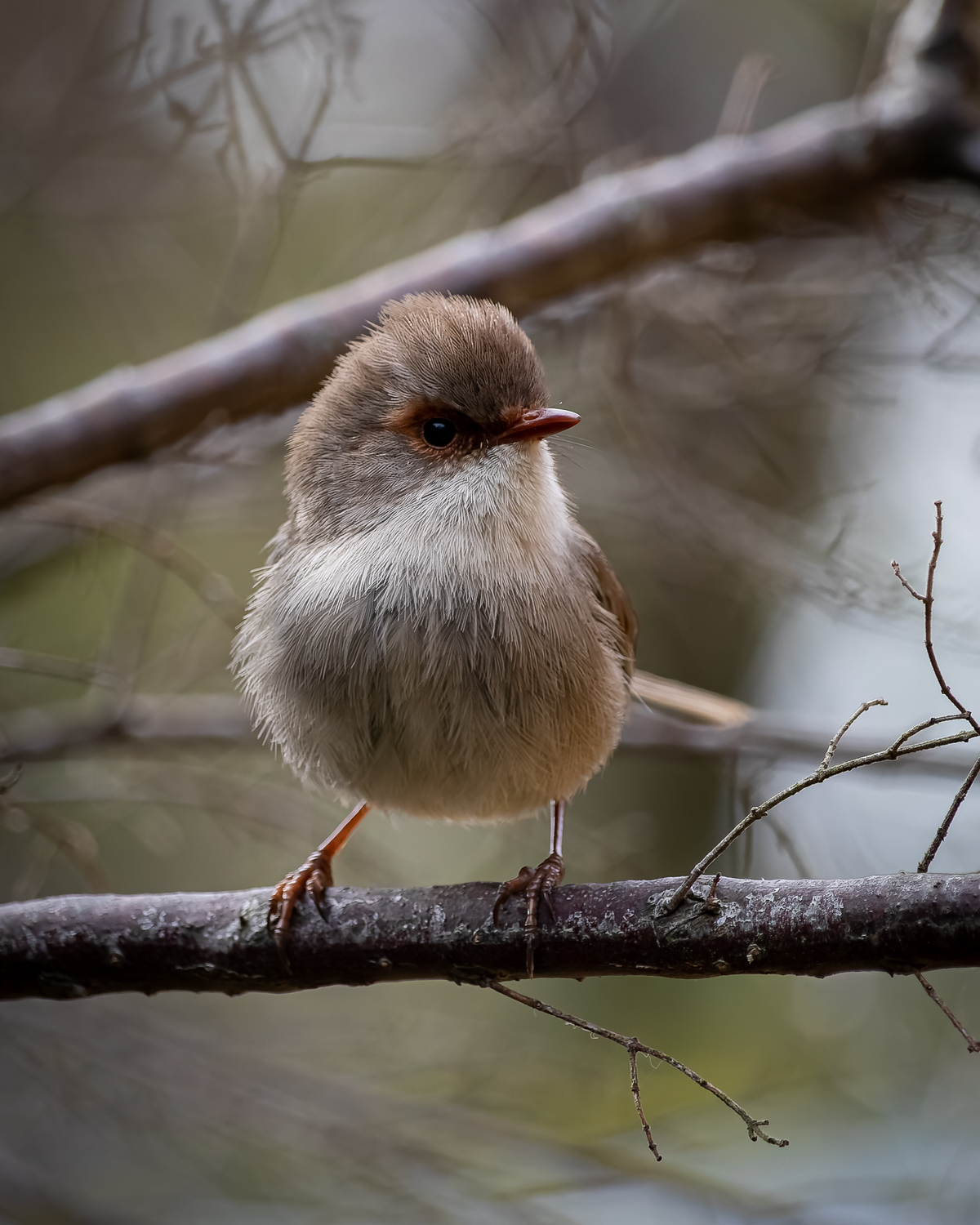 A small brown bird with an orange beak on a small tree branch