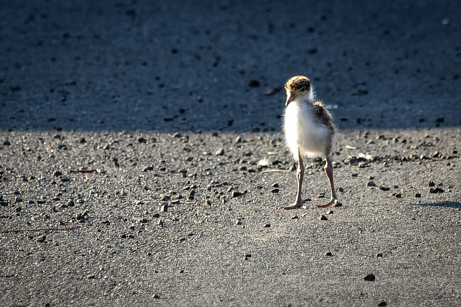 A very small, down-covered masked lapwing chick walking on bitumen
