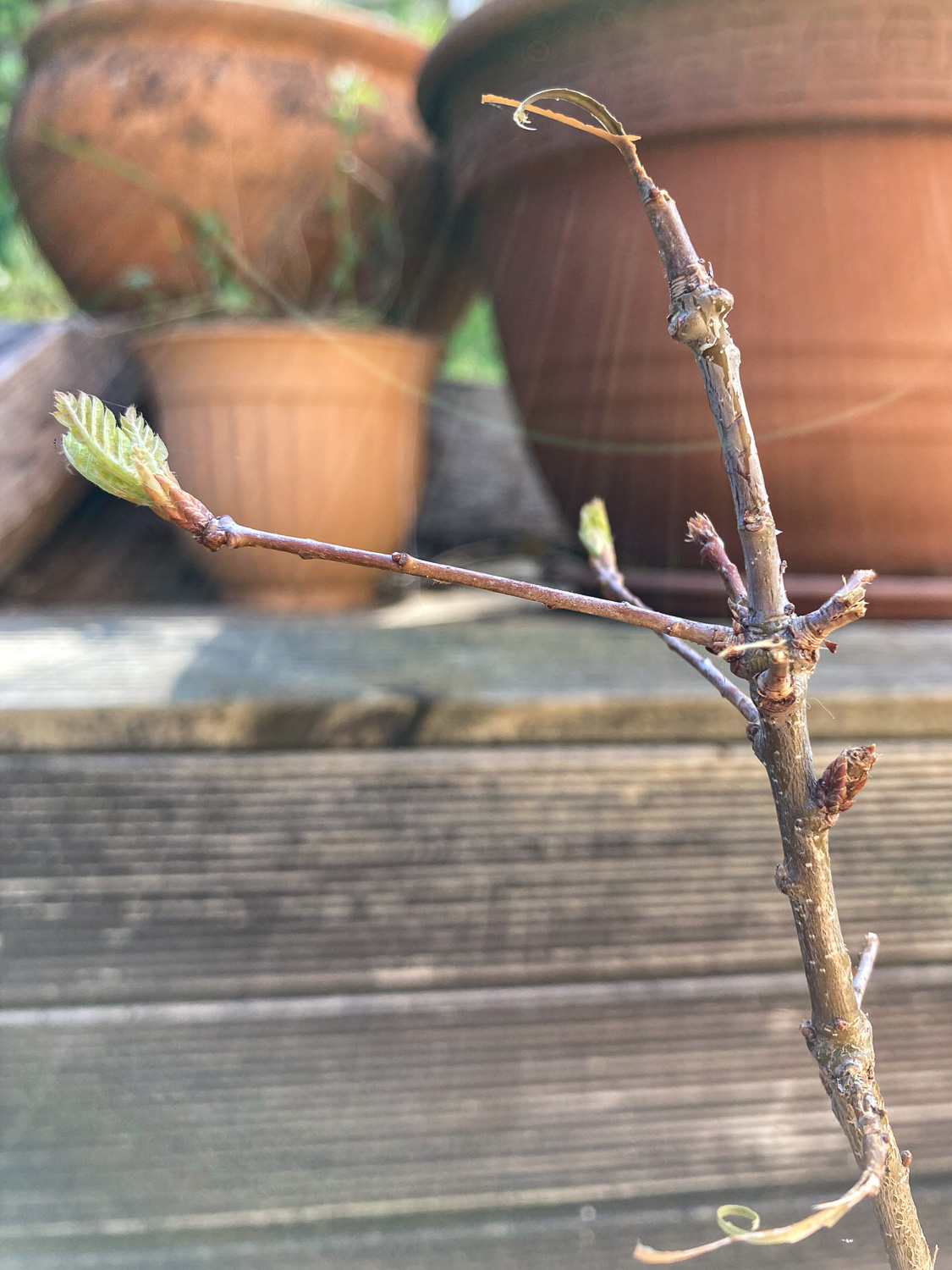 A small oak sapling in a pot that has had most of its buds eaten