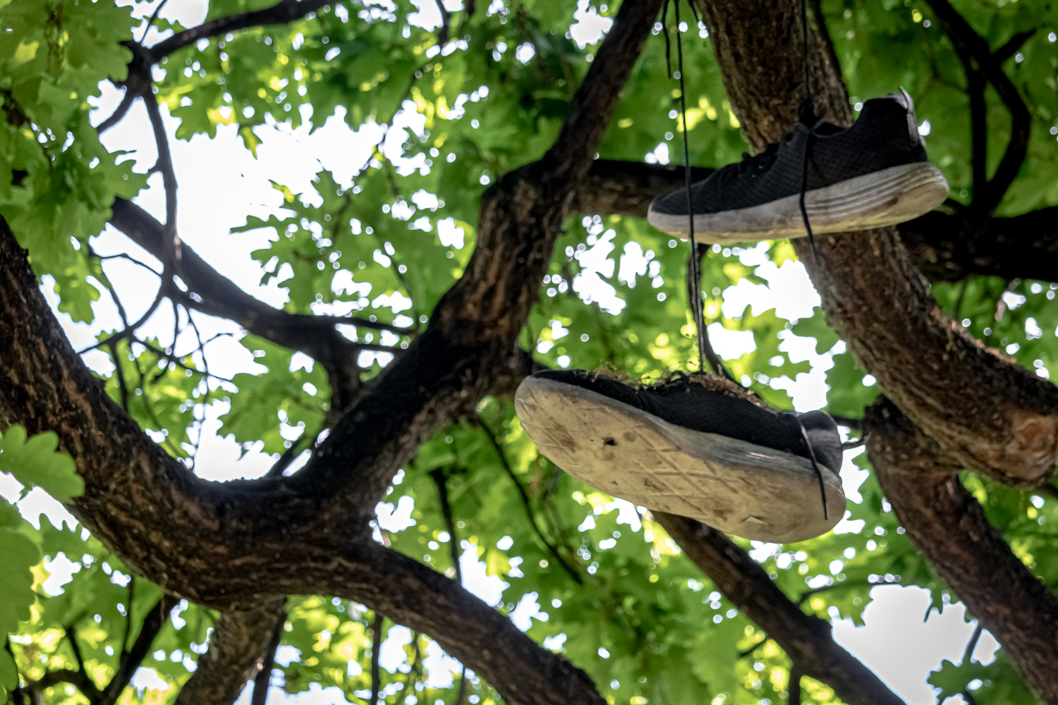 A pair of black and white running shoes hanging from an oak tree
