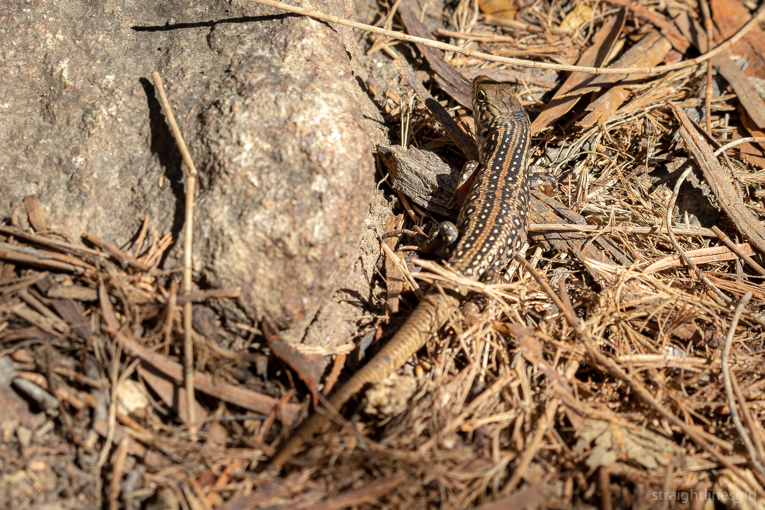 A small spotted brown lizard on a rock and tree litter