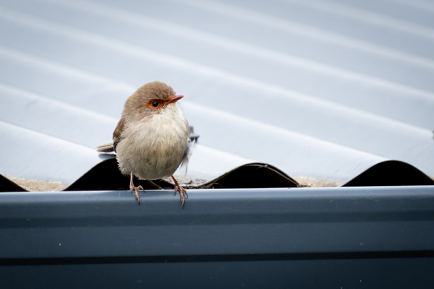 A small female wren on a corrugated iron roof