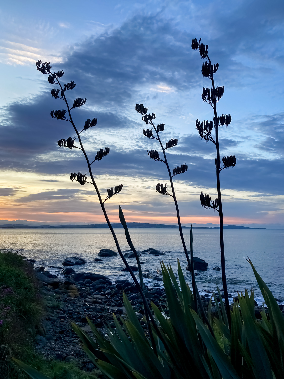 Three large flax stalks and a new one growing, silhouetted against a sunrise at the beach