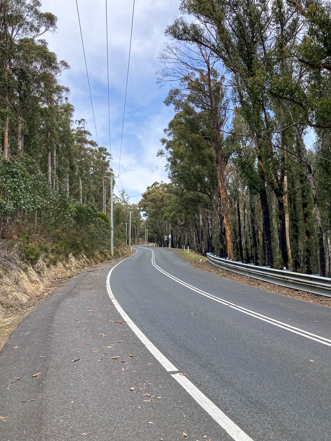 A road passing through thin gum trees on either side
