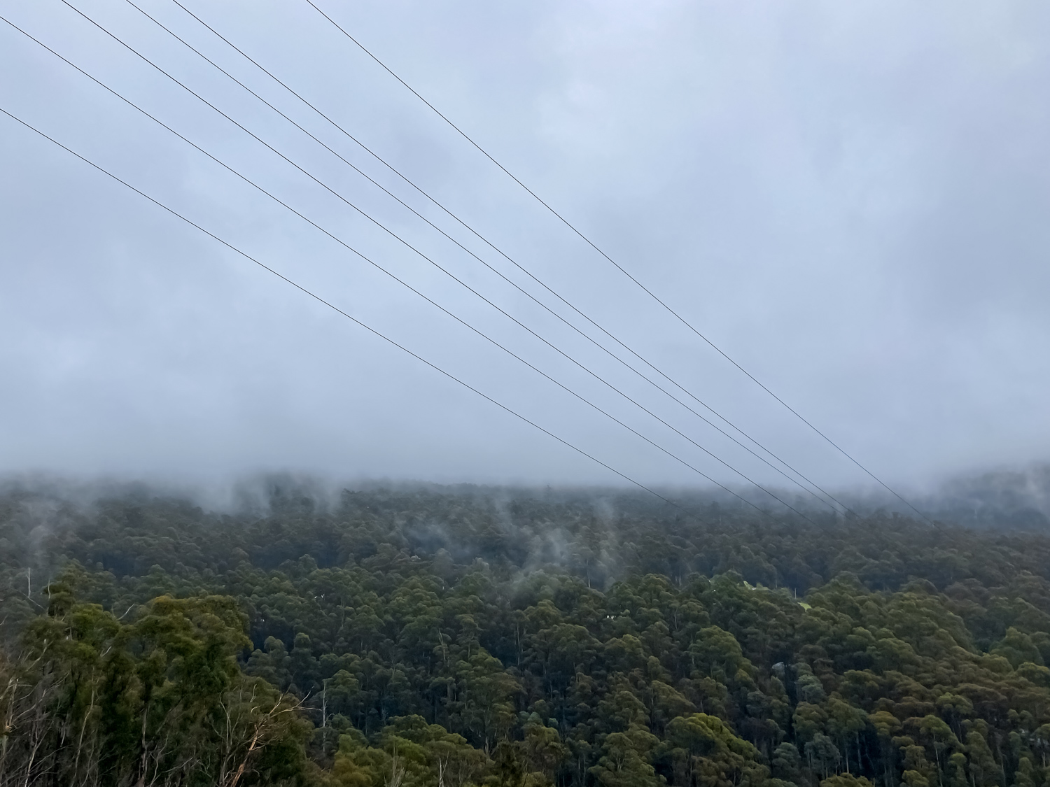 Dense cloud hides the mountain. All we can see are trees in the foreground