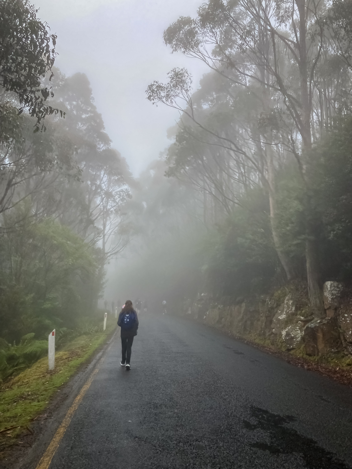 A walker, walking way from the camera, on a misty tree lined road