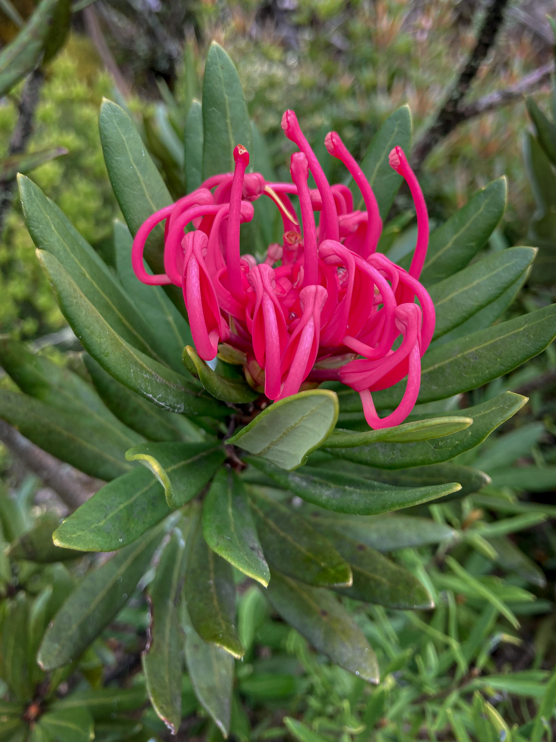 A pinkish-red flower with long fronds emerging from a bed of long green leaves