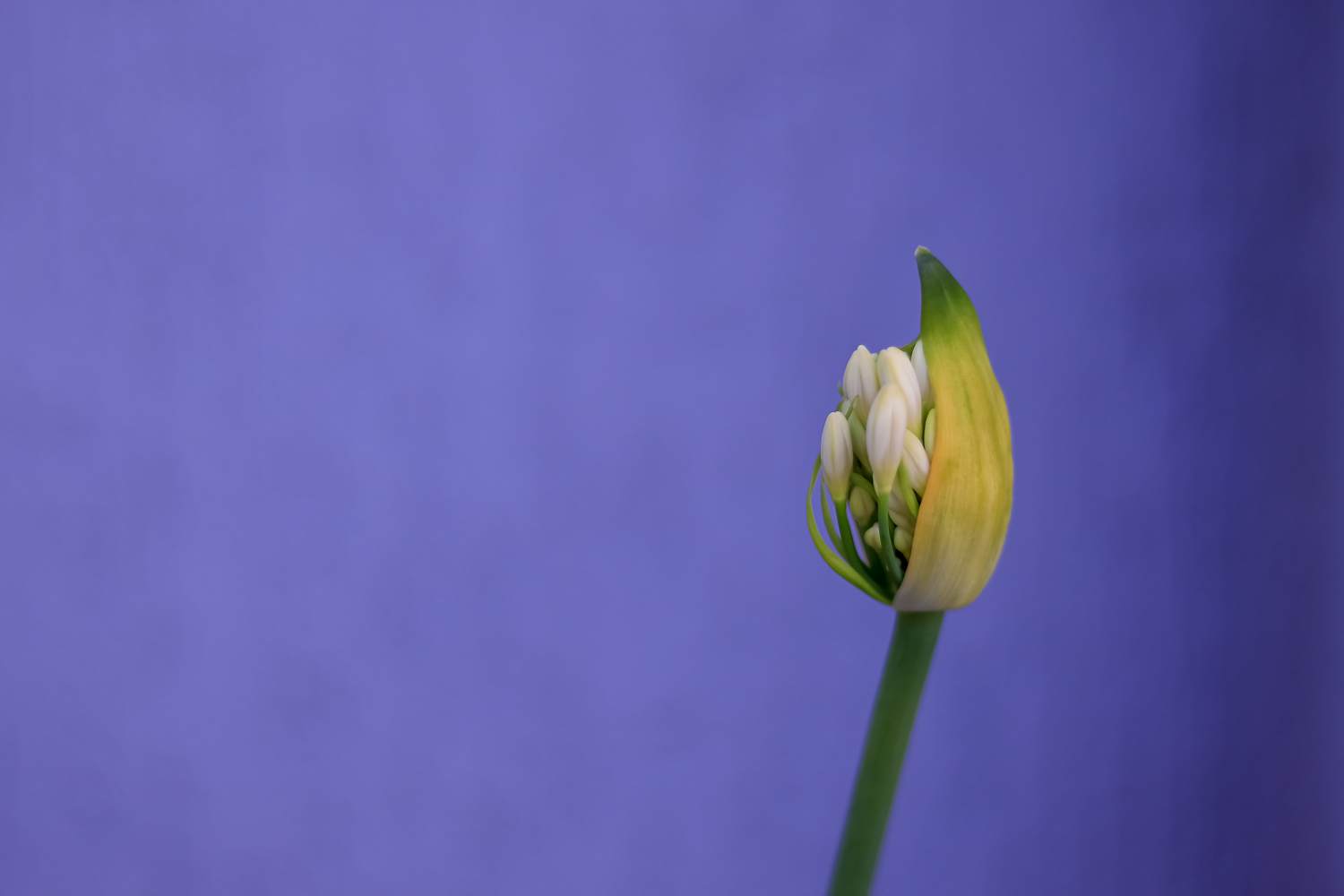 An agapanthus bud starting to flower against a purple wall