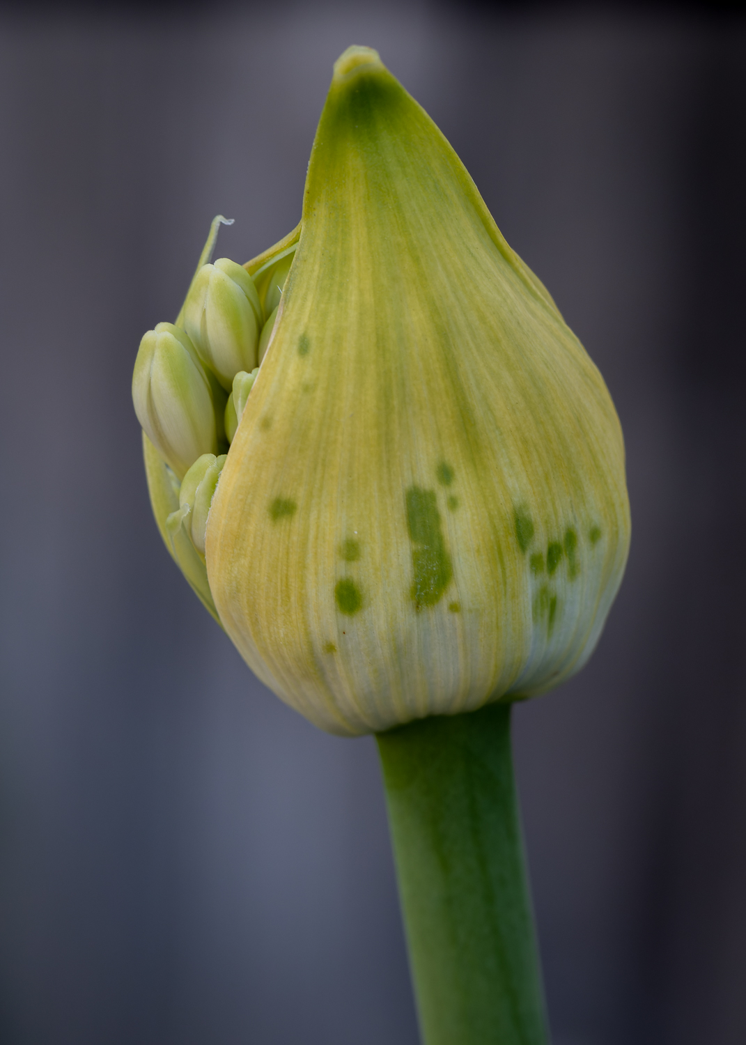 An agapanthus bud bursting into flower. The capsule has green dots on it