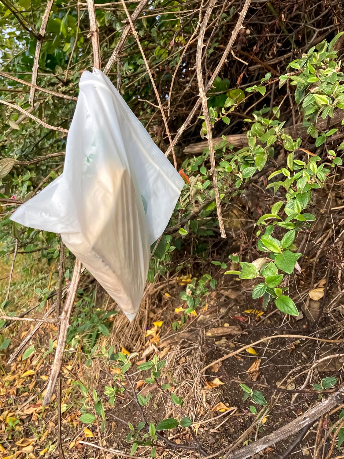 a sandwich in a plastic sandwich bag hanging in a leafy bush