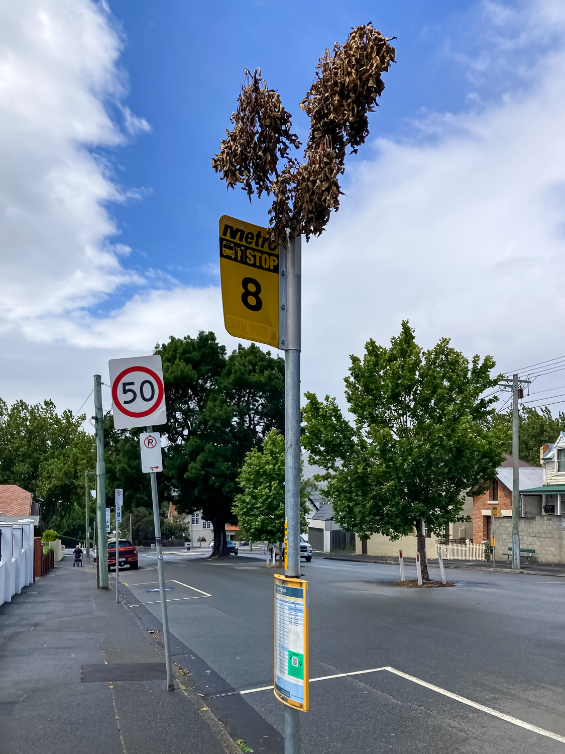 Some leafy branches stuck into the top of a bus stop pole