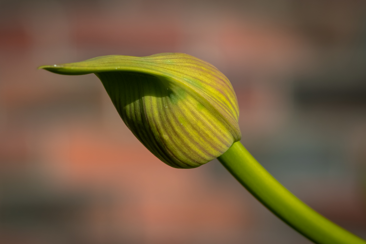 A horizontal agapanthus bud against a red background