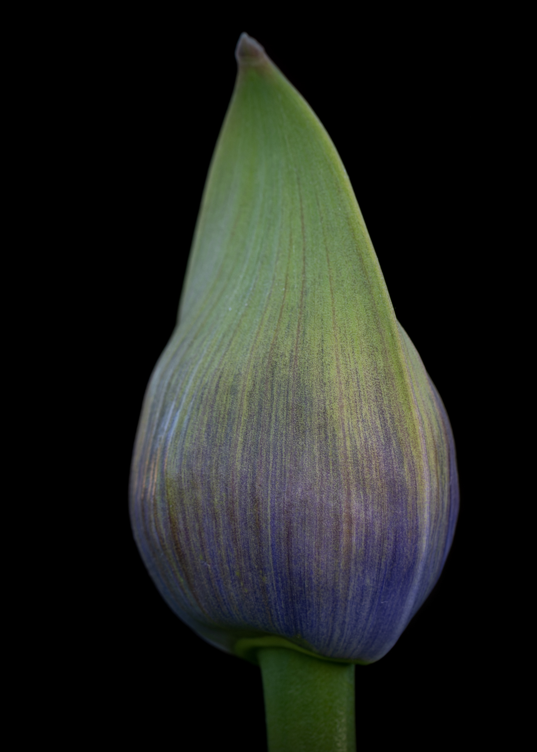 A close up image of a purple agapanthus bud against a dark background