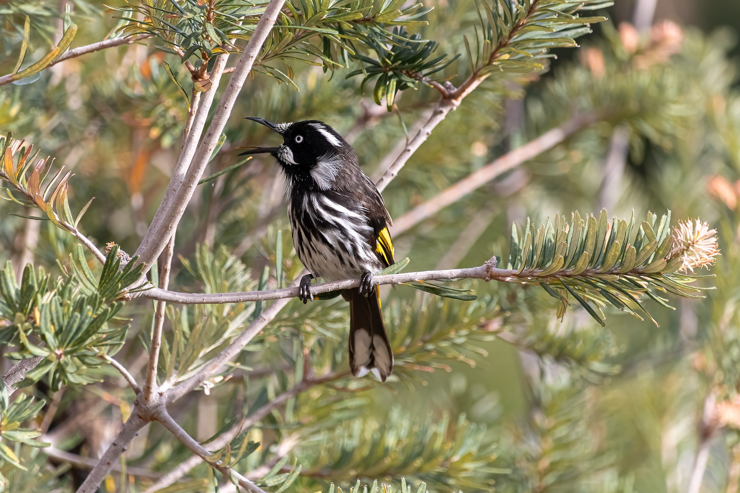 A small black and white bird with yellow on its wings, perched on a tree. Its long beak is open as it sings