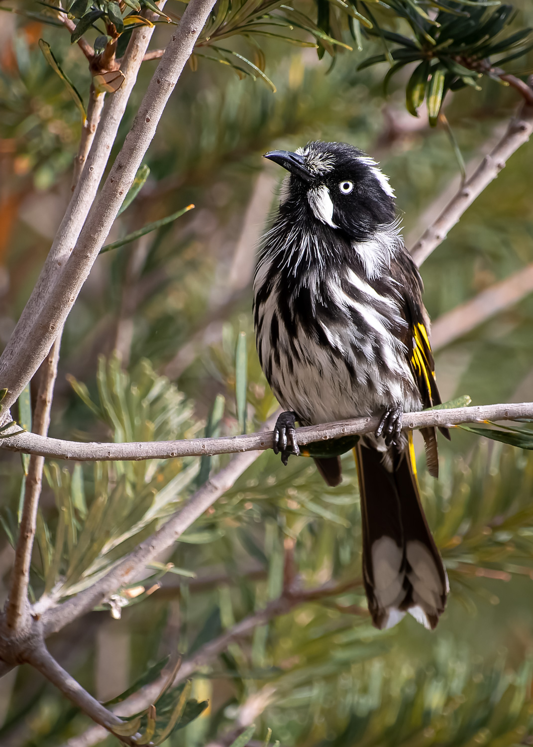A small black and white bird with yellow on its wings and a very long black beak and white eye perched in a tree