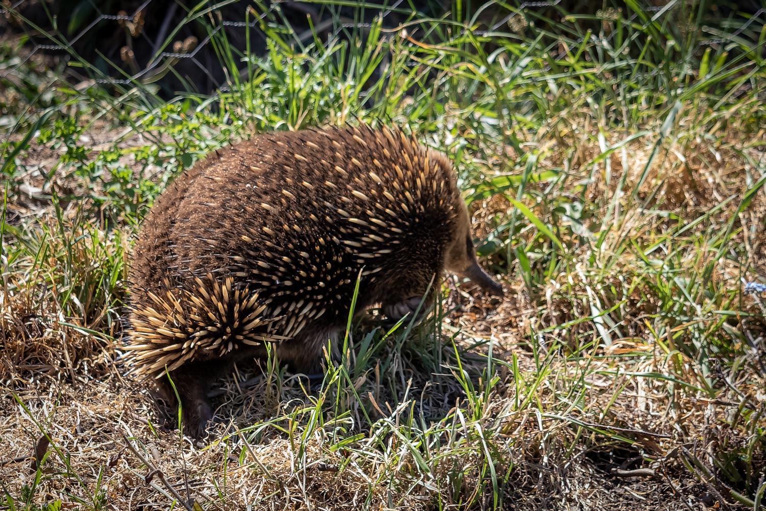 back view of an echidna in a garden. It is a small brown mammal with spikes all over its body and a long nose