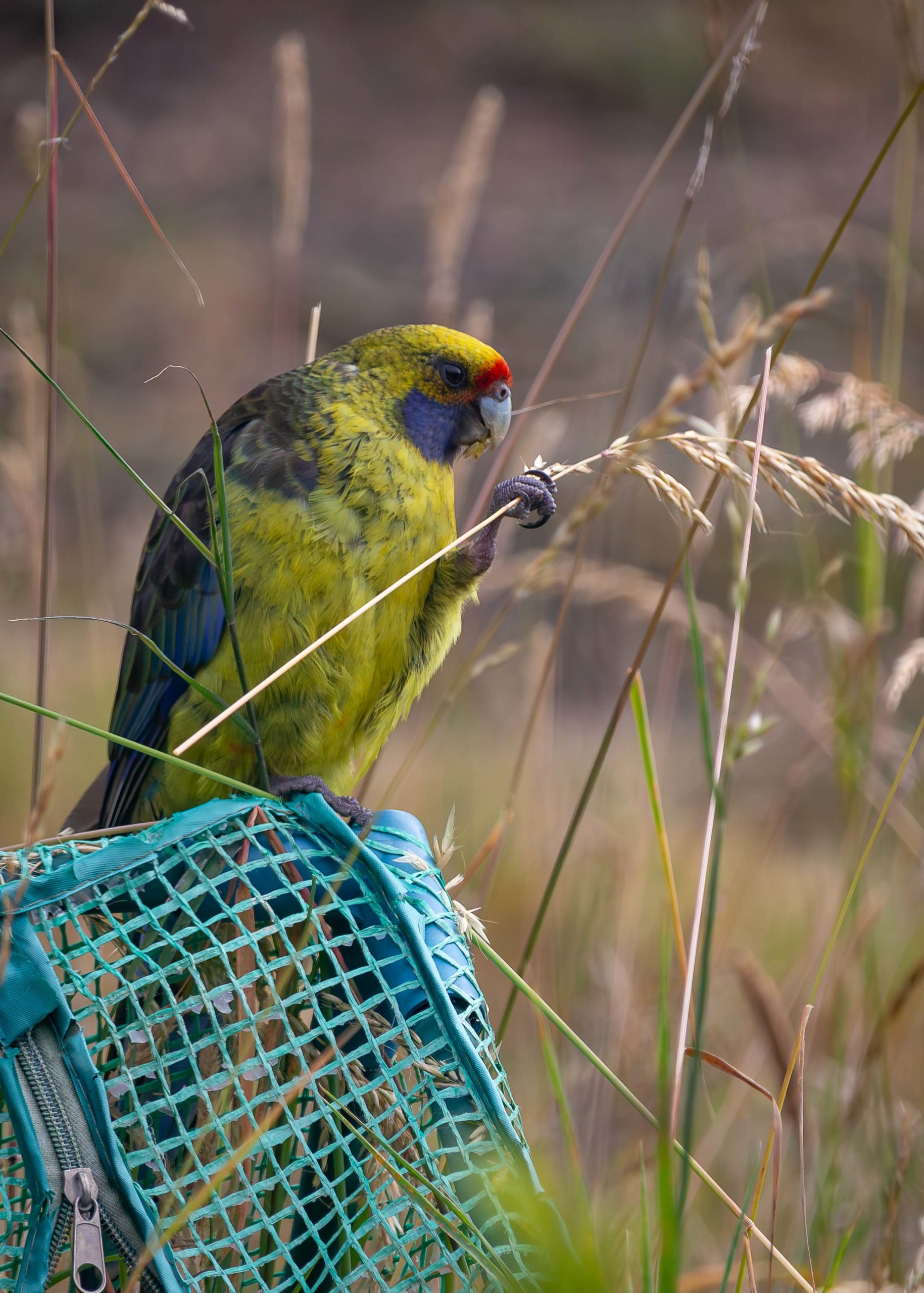 A predominantly green parrot with a red splash on its head sits on a green piece of mesh, holding a grass stalk in its claw