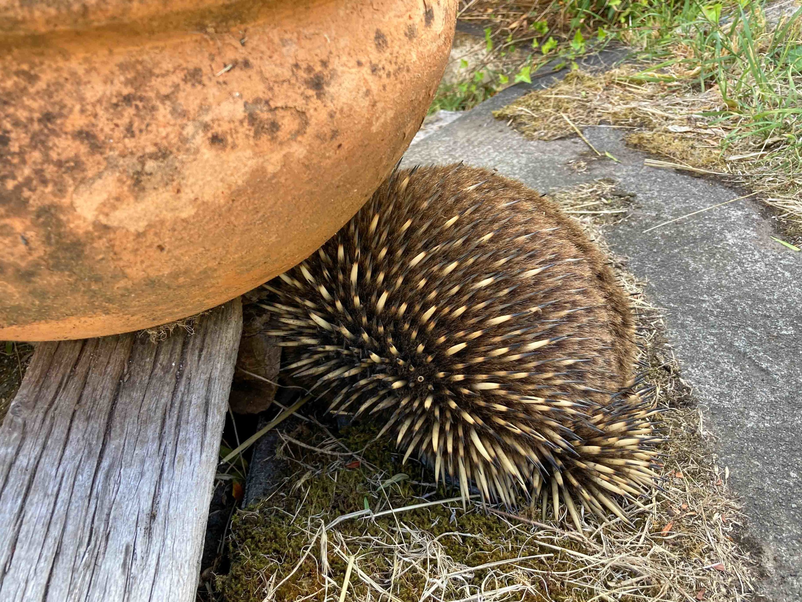 The back end of an echidna hiding under a large terracotta pot