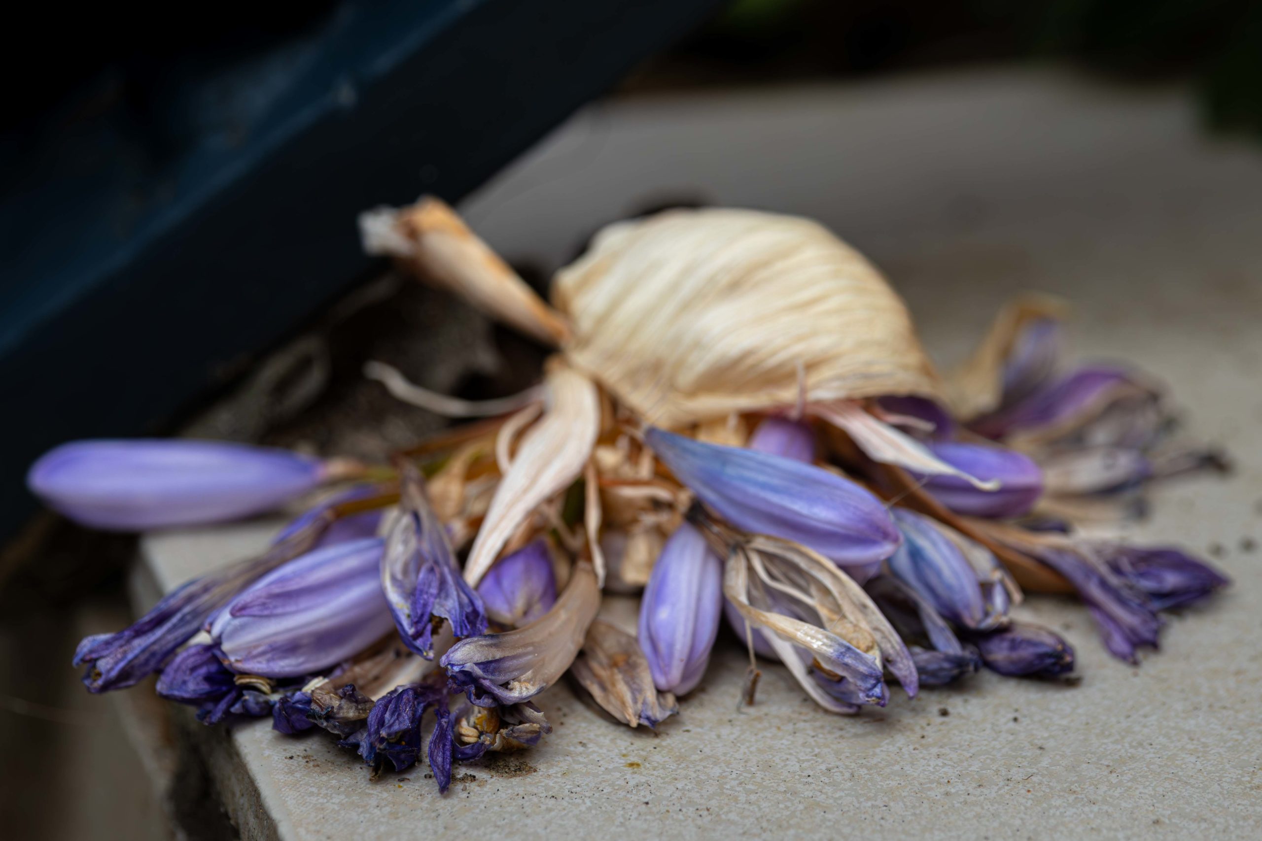 A purple agapanthus flower that never flowered properly, lying on the ground