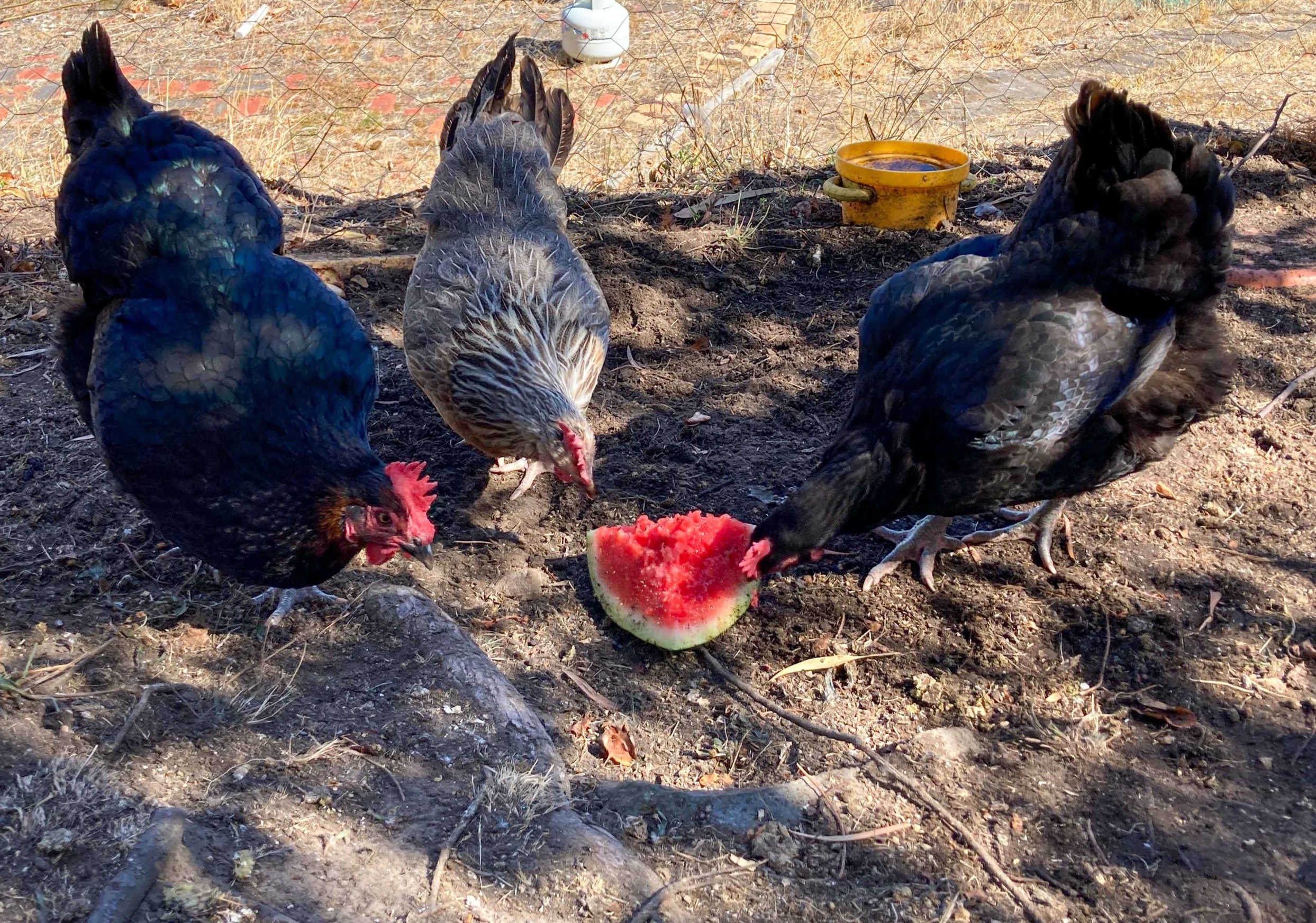 Three chickens standing round a large chunk of watermelon