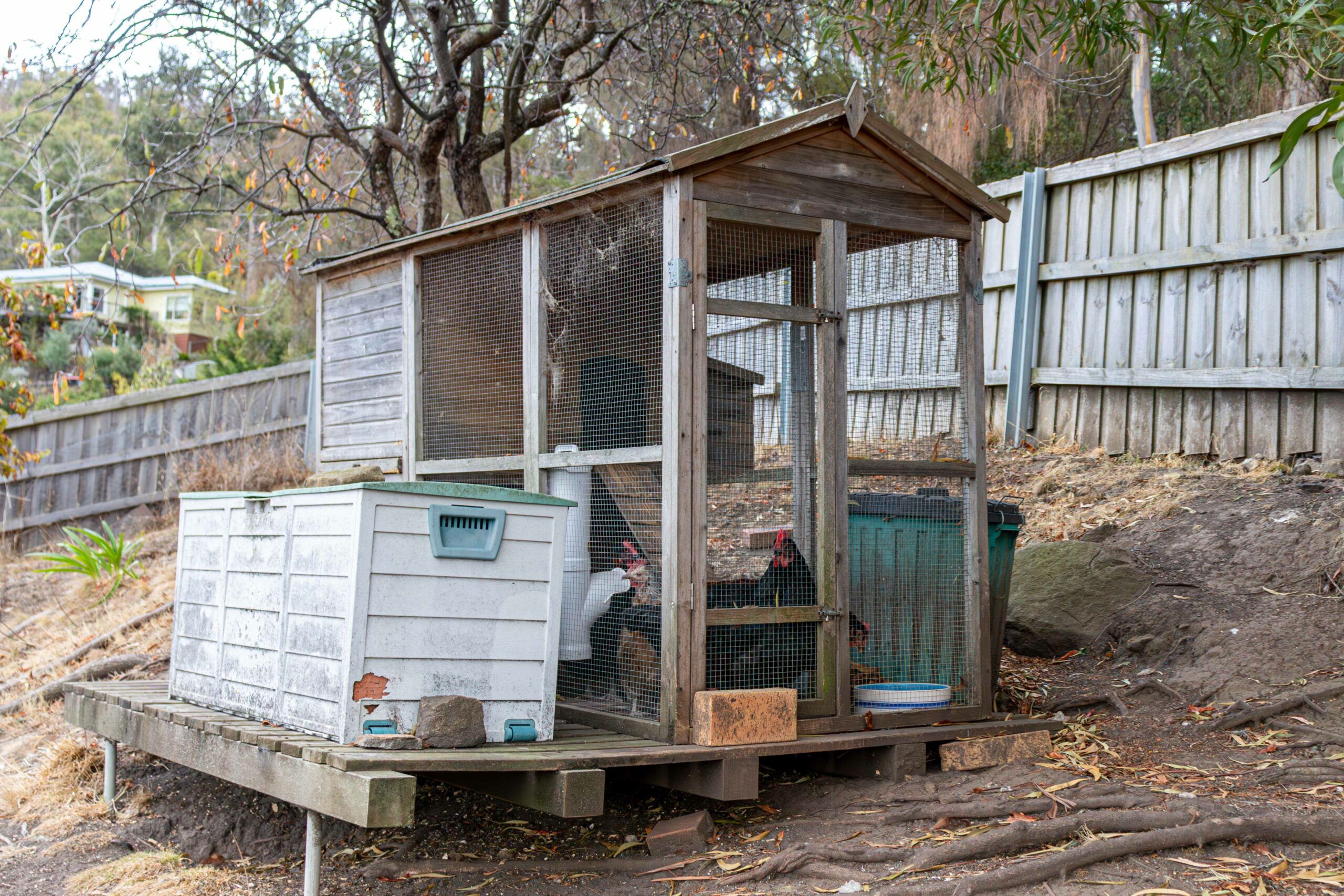 An old wooden chicken house with a green roof. A grey trunk can be seen on the left side and a green bin in the right. A black chicken is inside the chicken house.