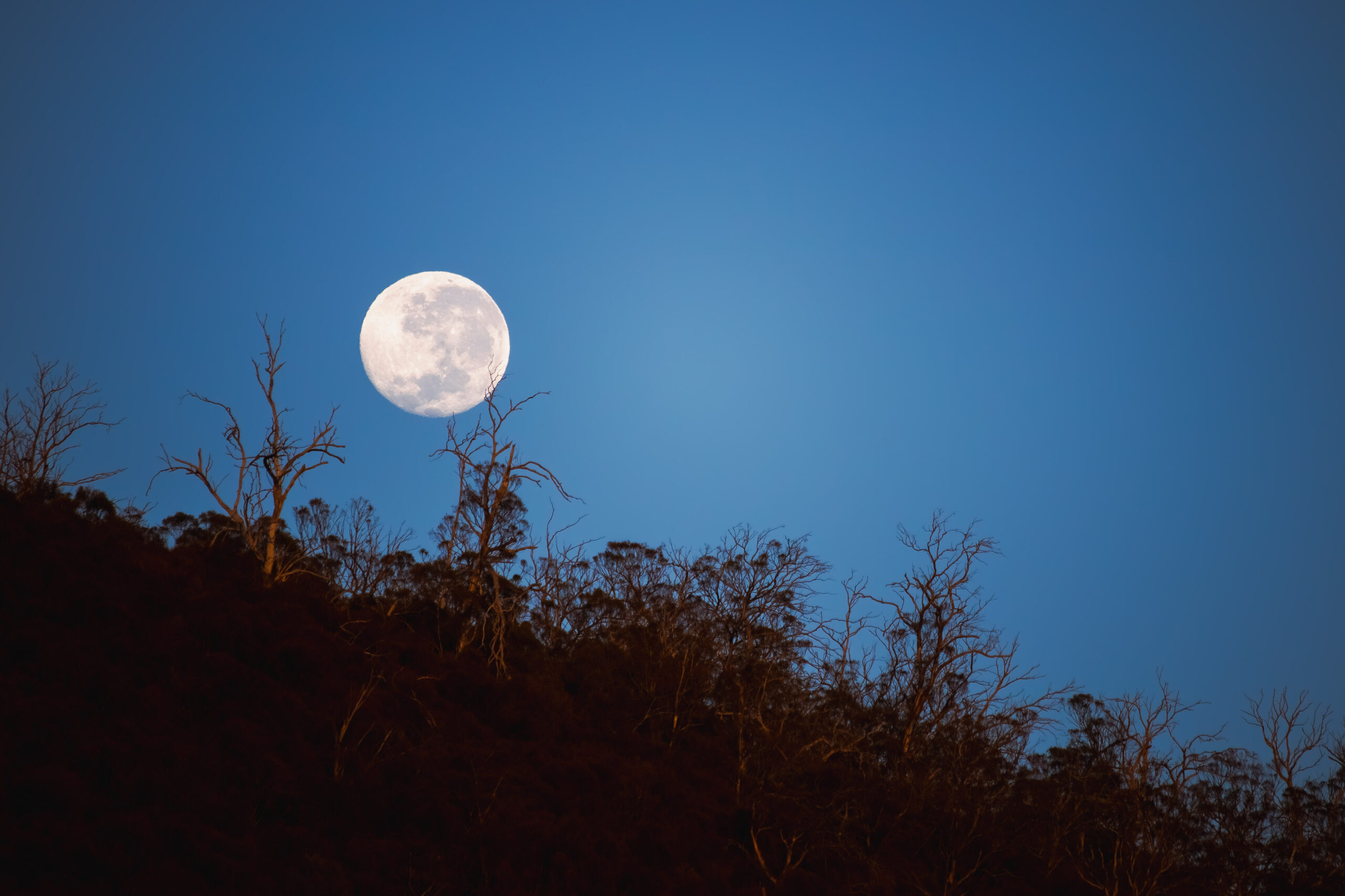 An almost-full moon setting over a tree-topped hill backed by blue sky