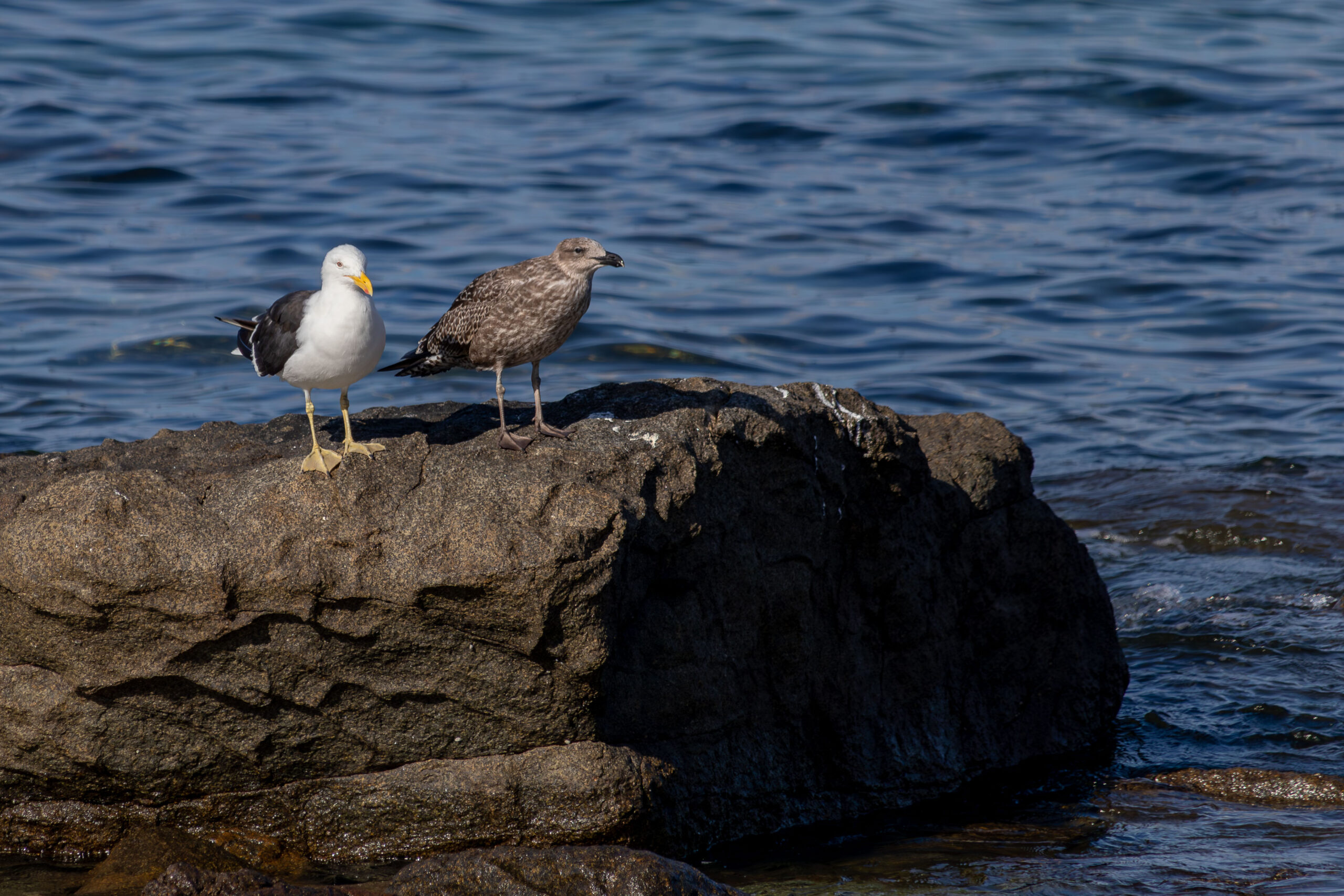 An adult and juvenile kelp gull standing on a rock in the water. The juvenile is brown; the adult has a white front and black back