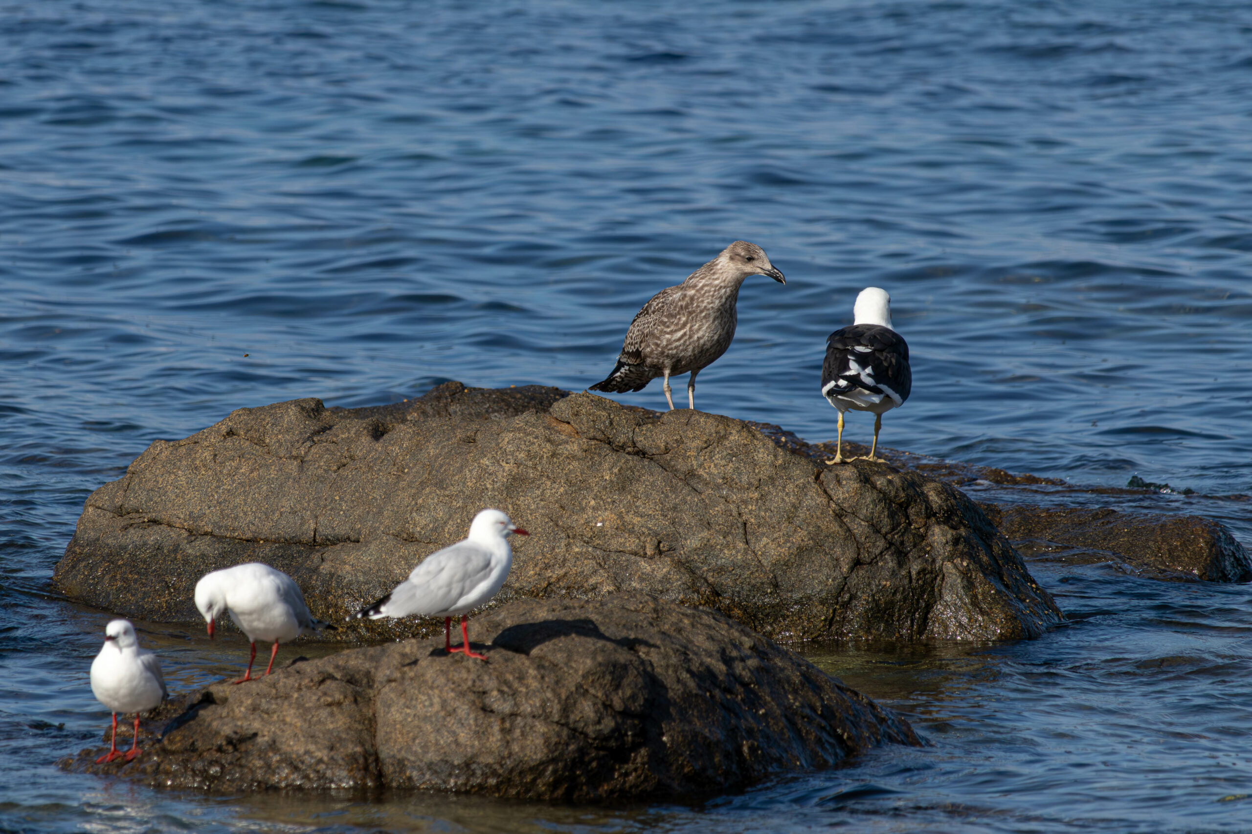 An adult and juvenile kelp gull standing on a rock in the water. The juvenile is brown; the adult has a white front and black back. There are three seagullls in the foreground