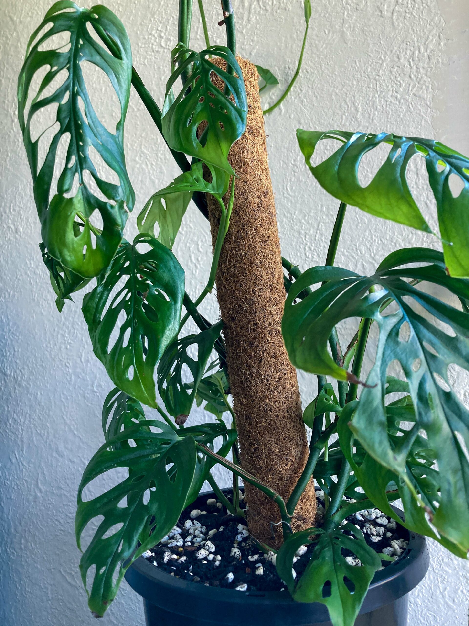 An indoor plant with large green holey leaves in a black plastic pot. The plant is loosely climbing a brown coir tube 