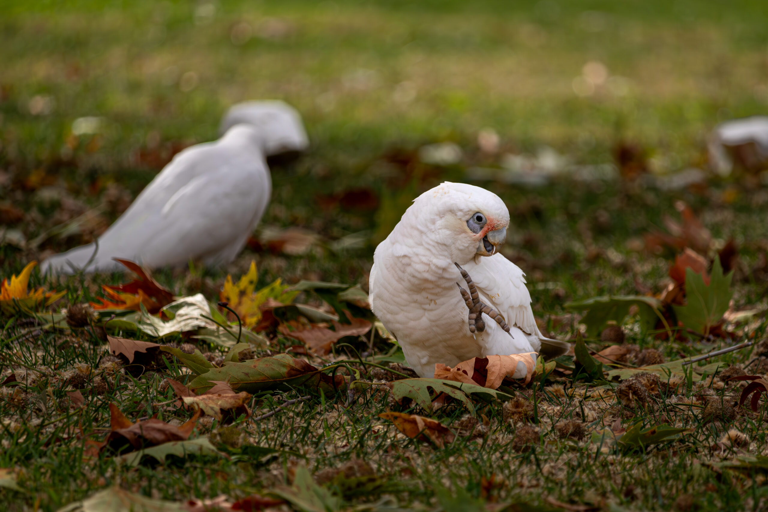 A white bird with pink features sitting on the ground with one foot raised