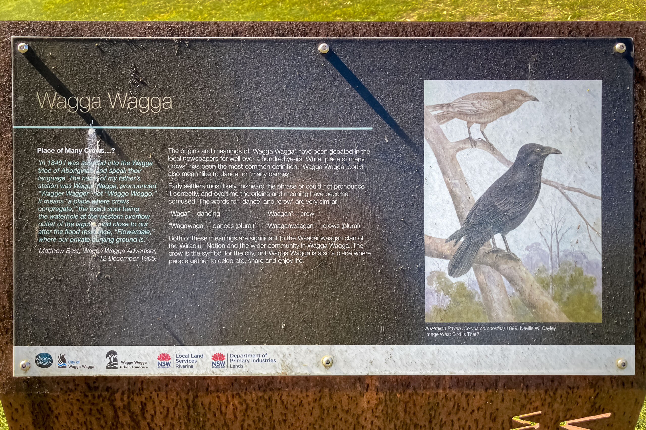 In information sign with a picture of a crow that says the origin of the name Wagga Wagga is from the Wiradjuri language and may be from the word for 'crow' or the word for 'dance'