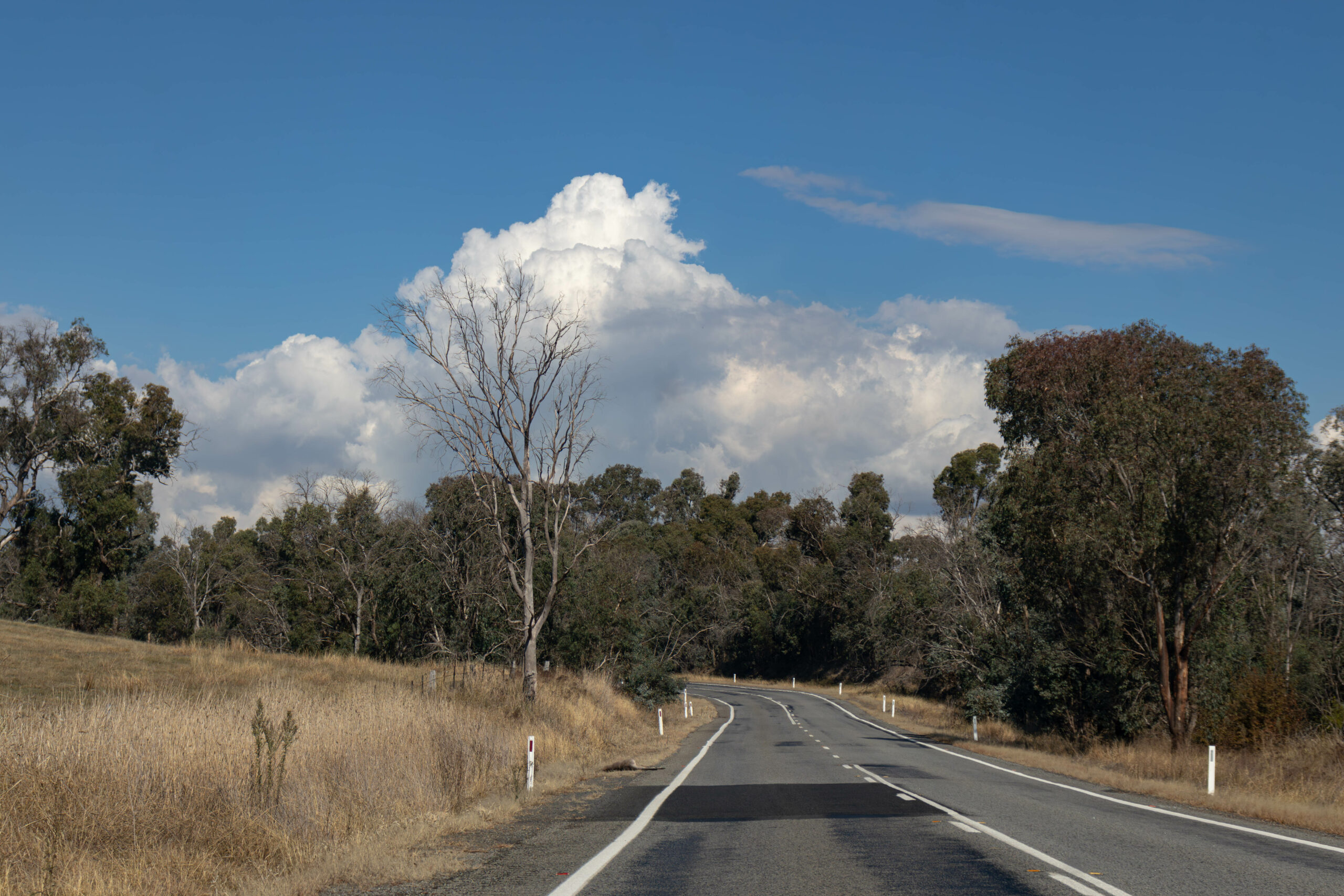 A tree lined country road with big white clouds in the sky. the vegetation is very dry 