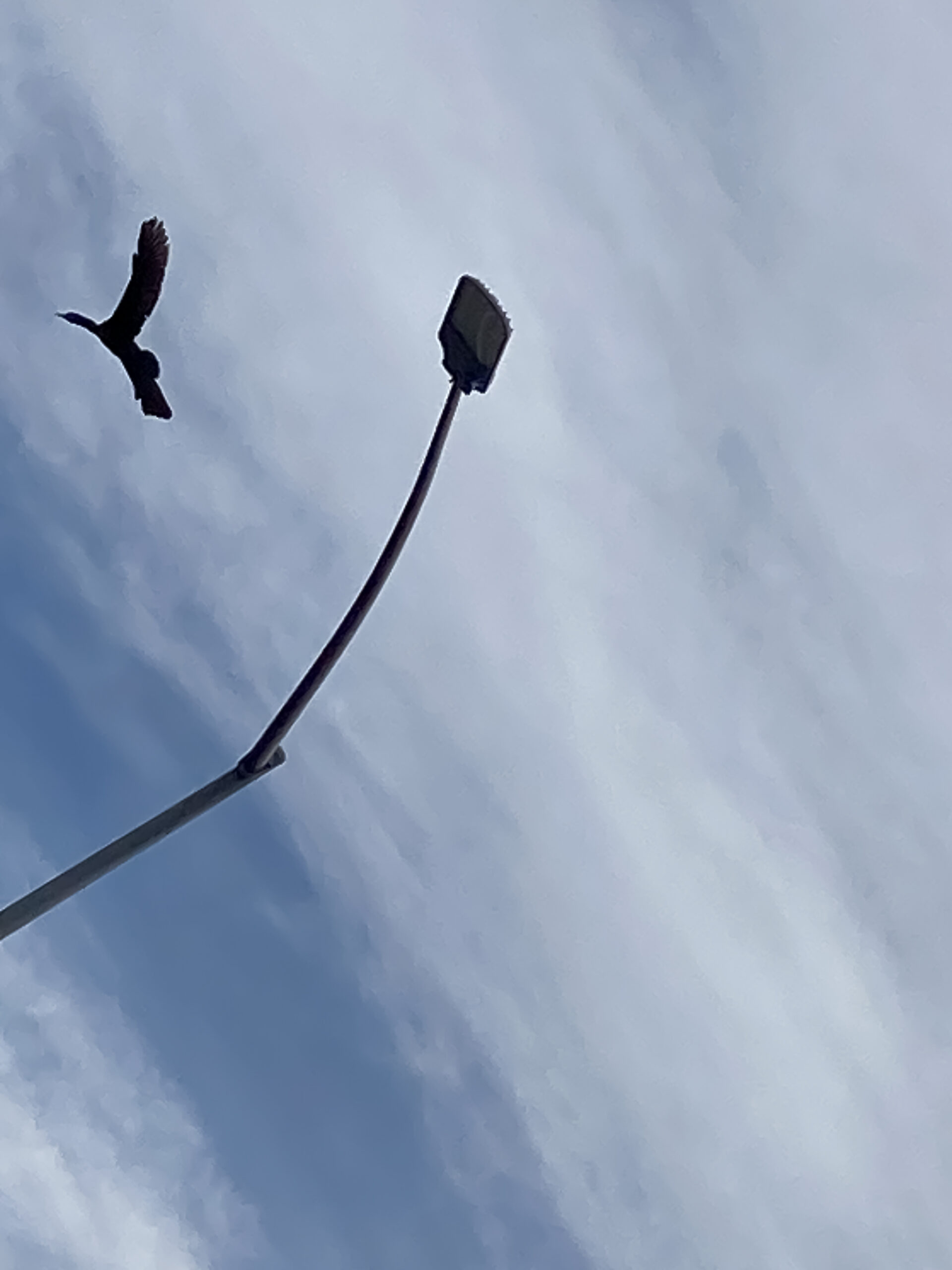 A large bird flies off a lamp post that is photogrpahed diagonally against a whispy white cloudy sky