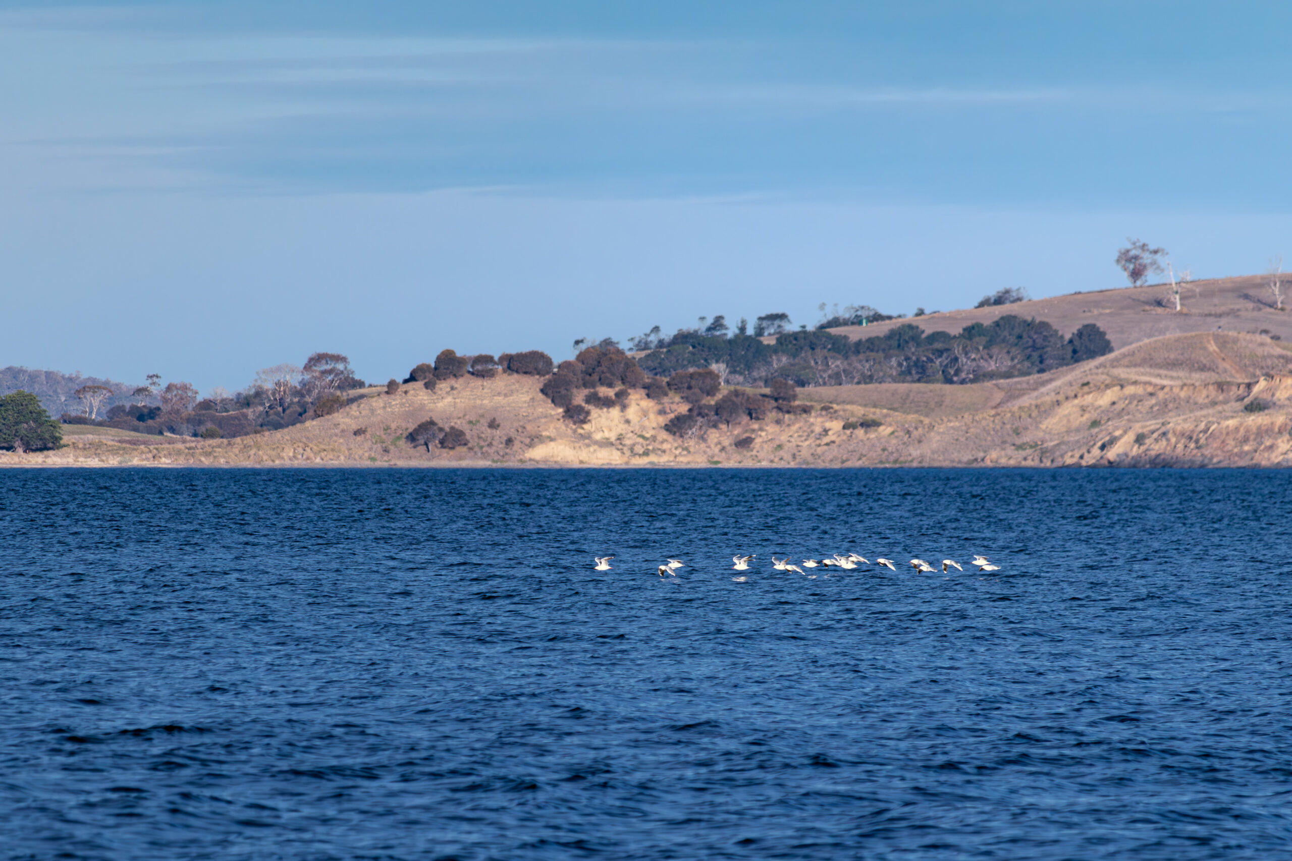 A small flock of birds flying up the river in daylight