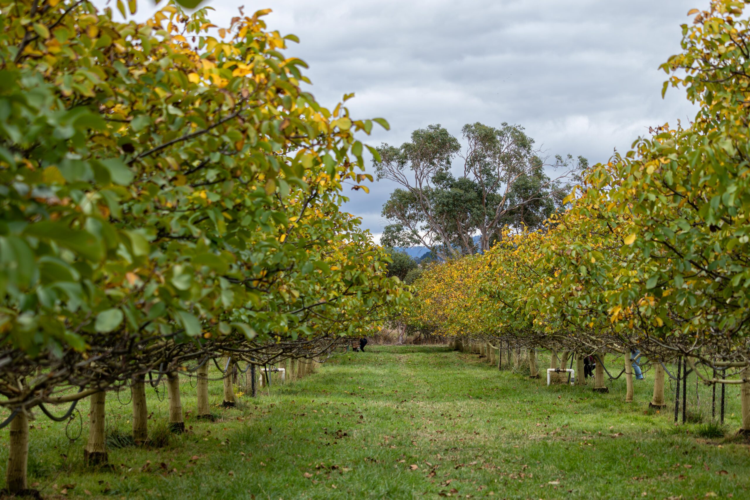 Looking down a row of walnut trees