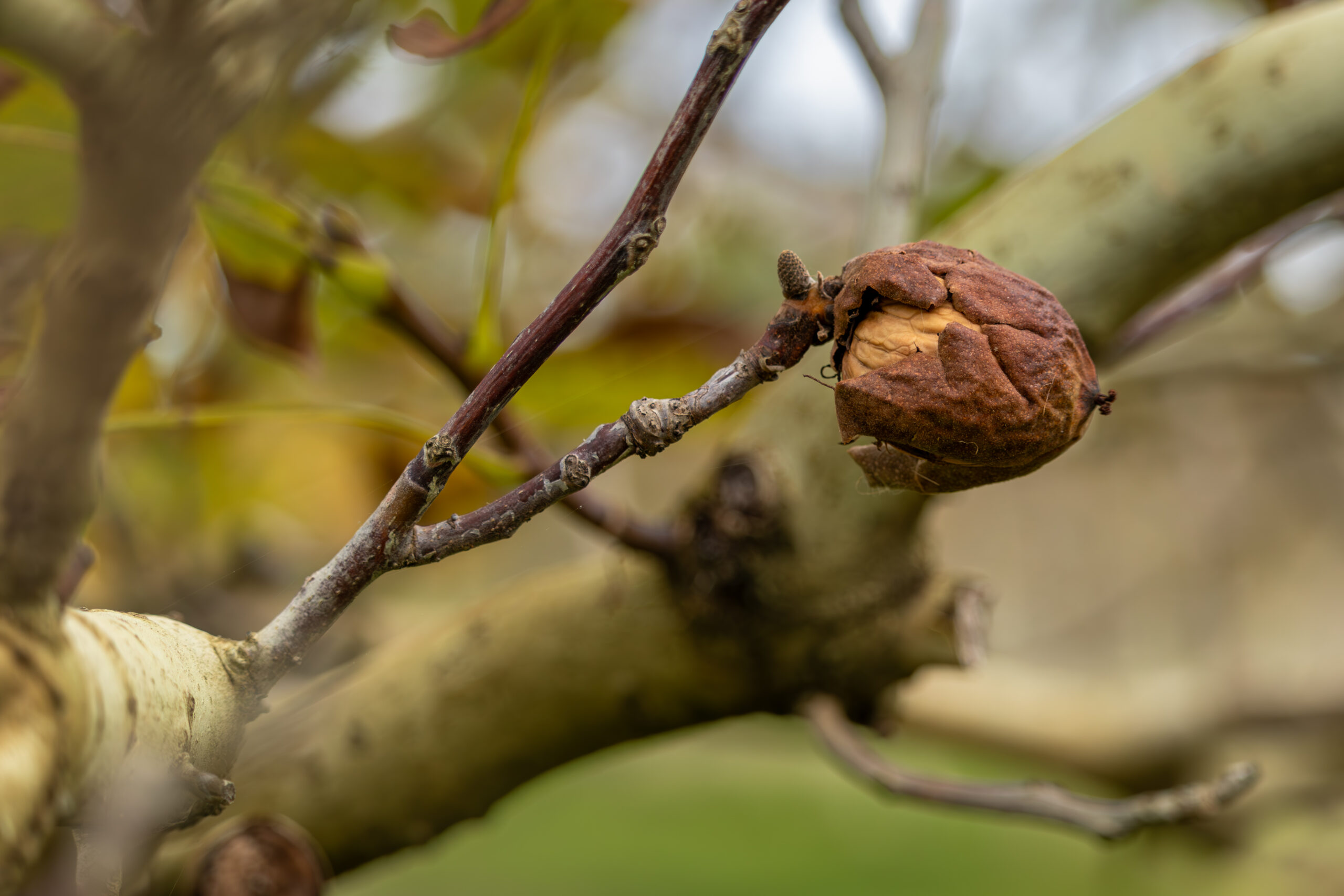 a walnut in its husk hanging on a tree branch