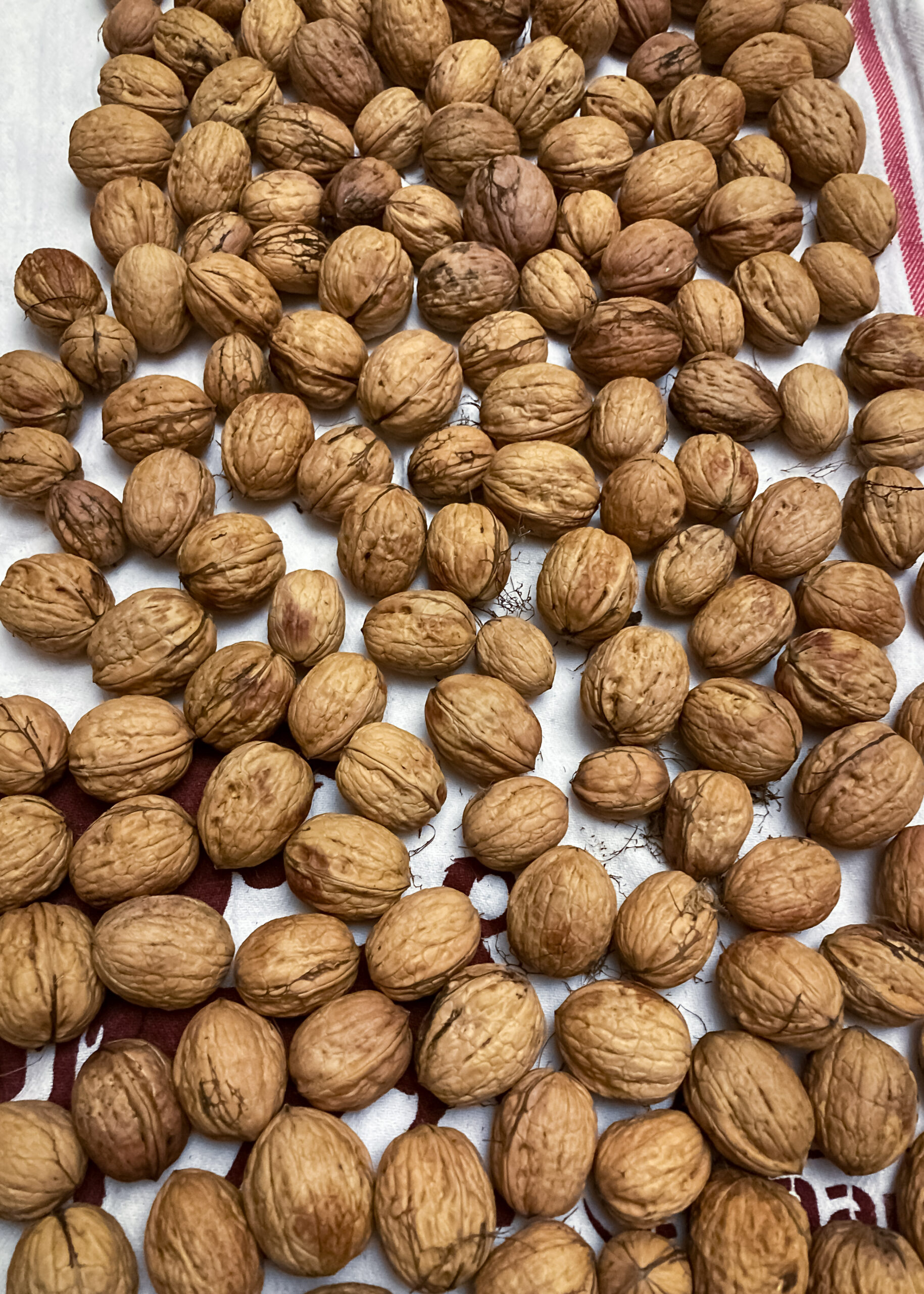 a lot of walnuts spread out on a white tea towel