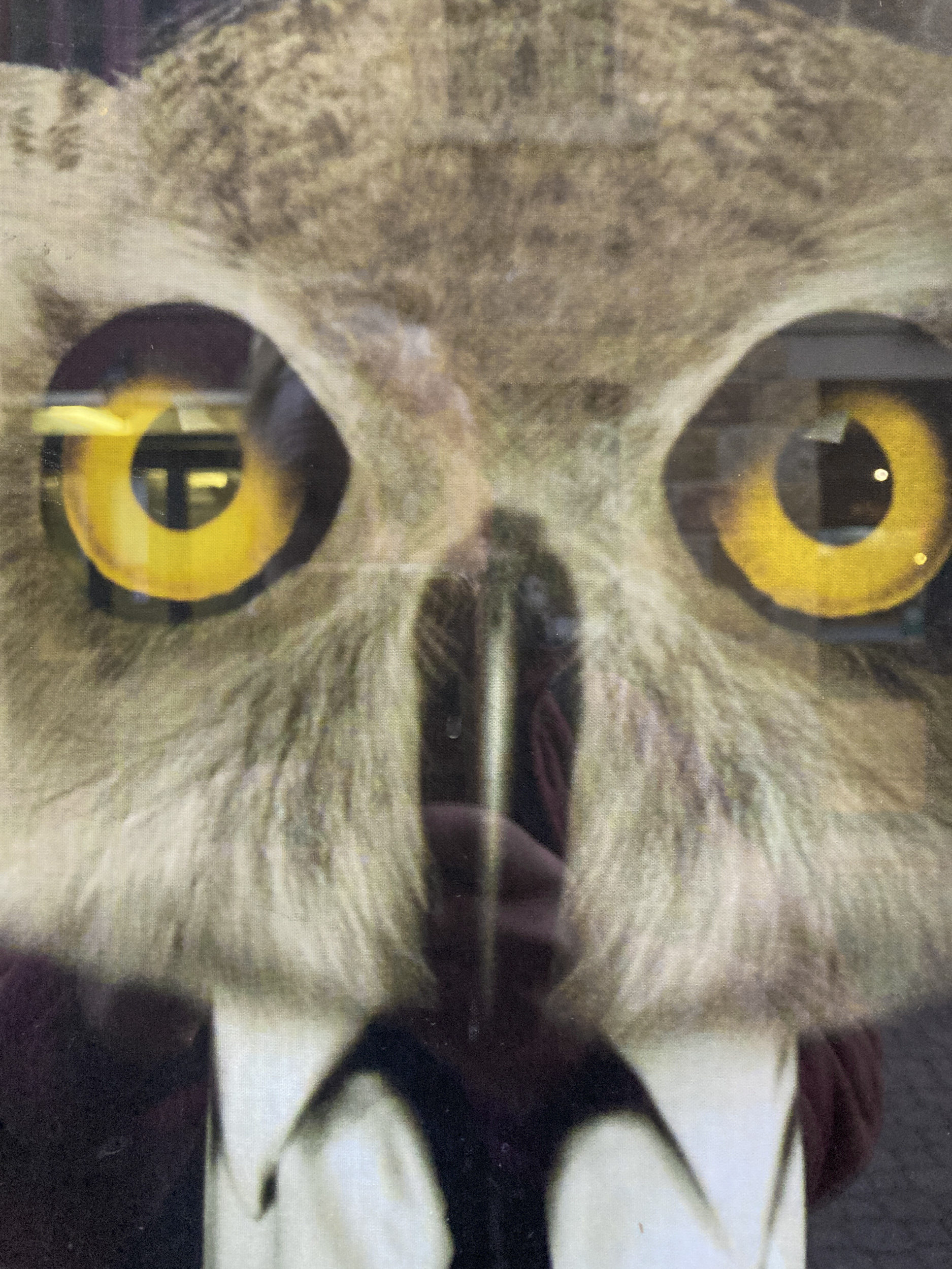 Close up of a picture of an owl wearing a suit behind glass, It has yellow eyes. There are reflections in the glass