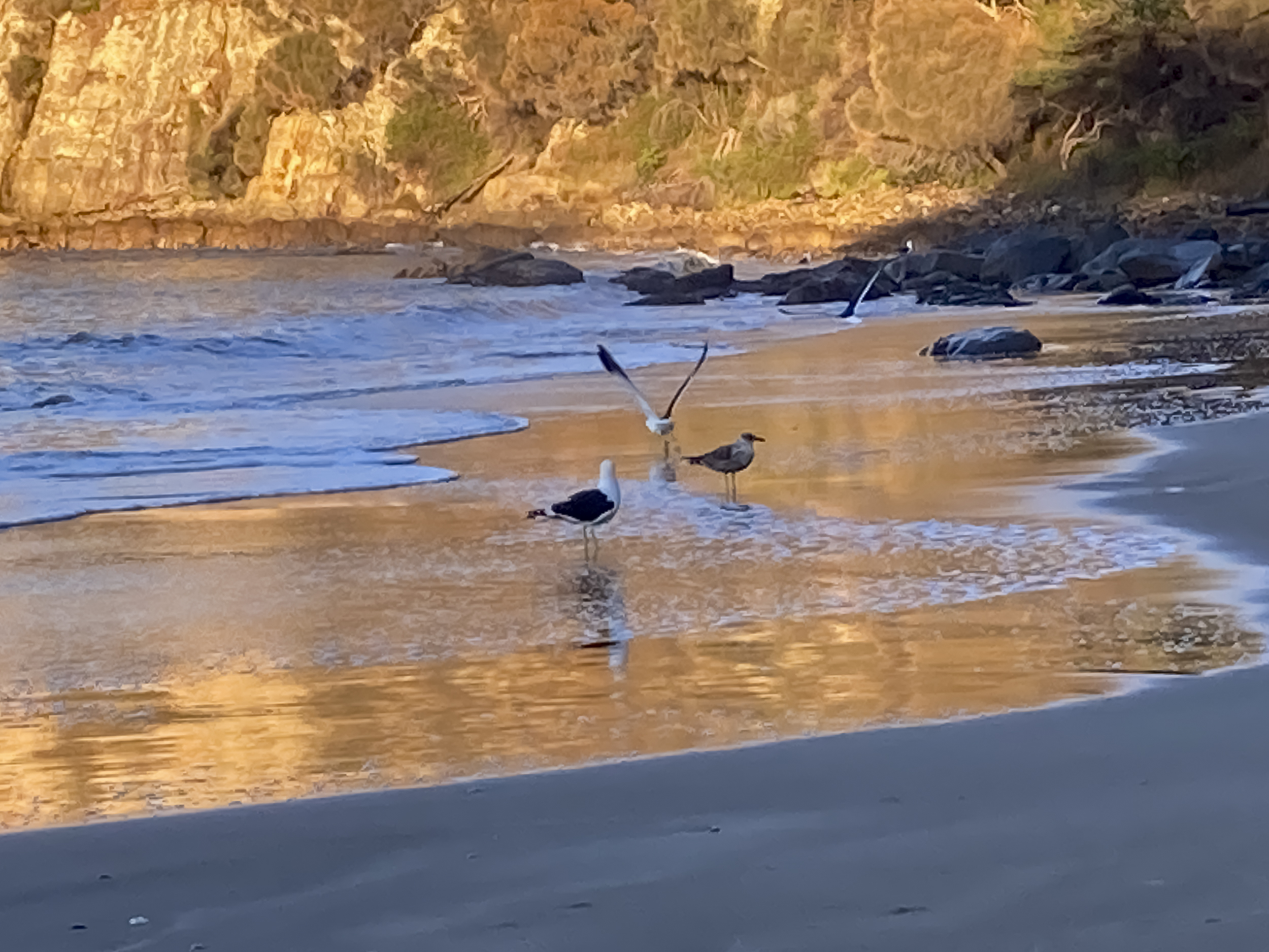 Three large gulls on the beach, two adults and one juvenile. One of the adults is about to take flight