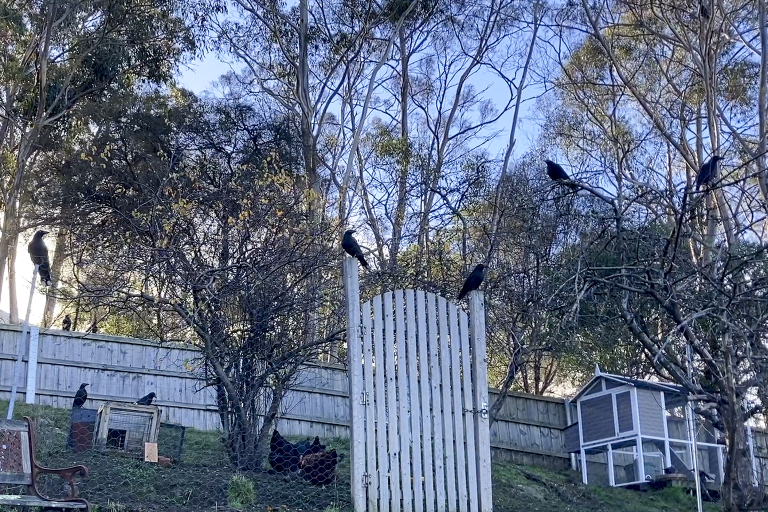 A chicken yard. There are currawongs on the fence and in the trees. The chickens are on the ground