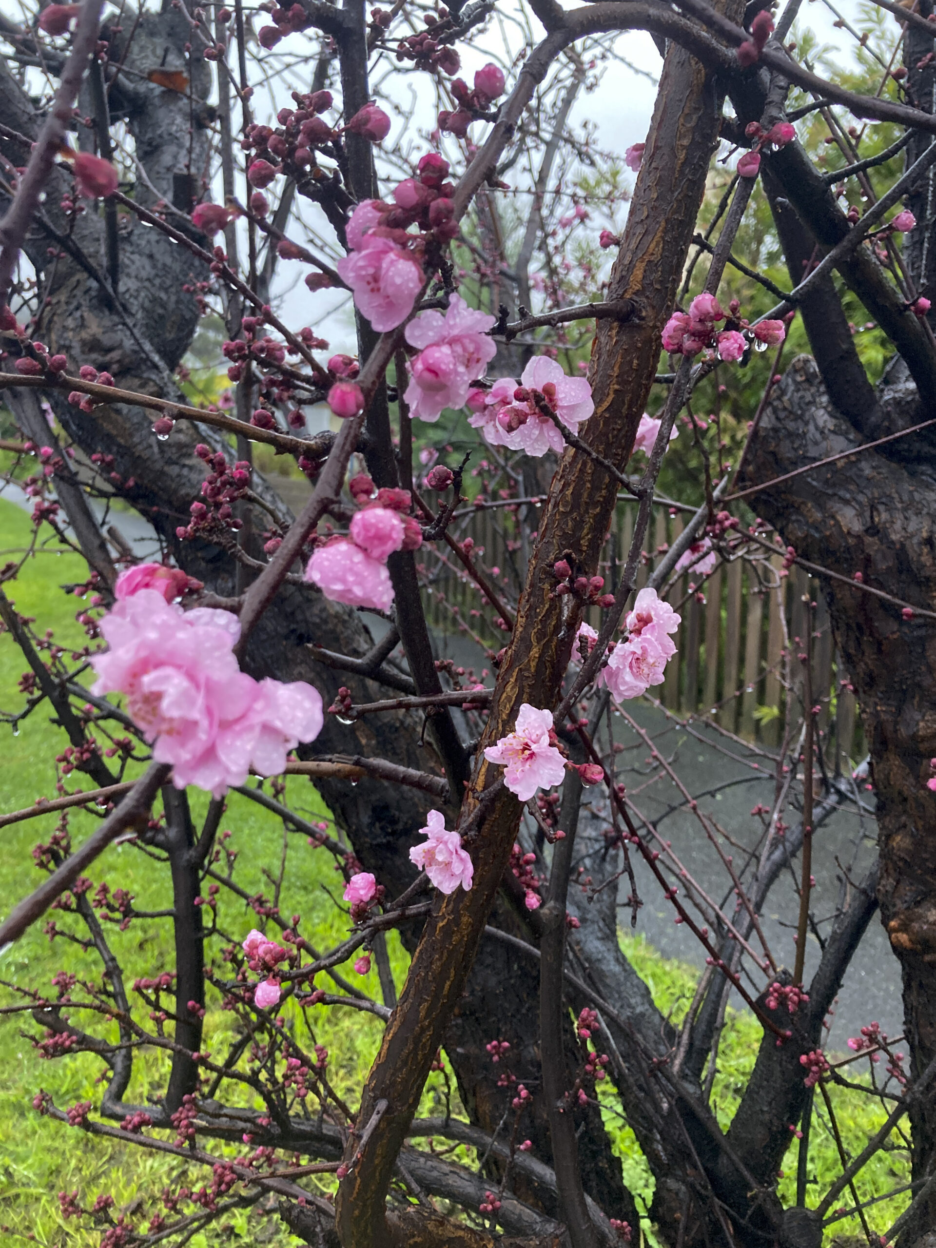 Pink cherry blossoms on a bare tree. There is green grass beneath the tree