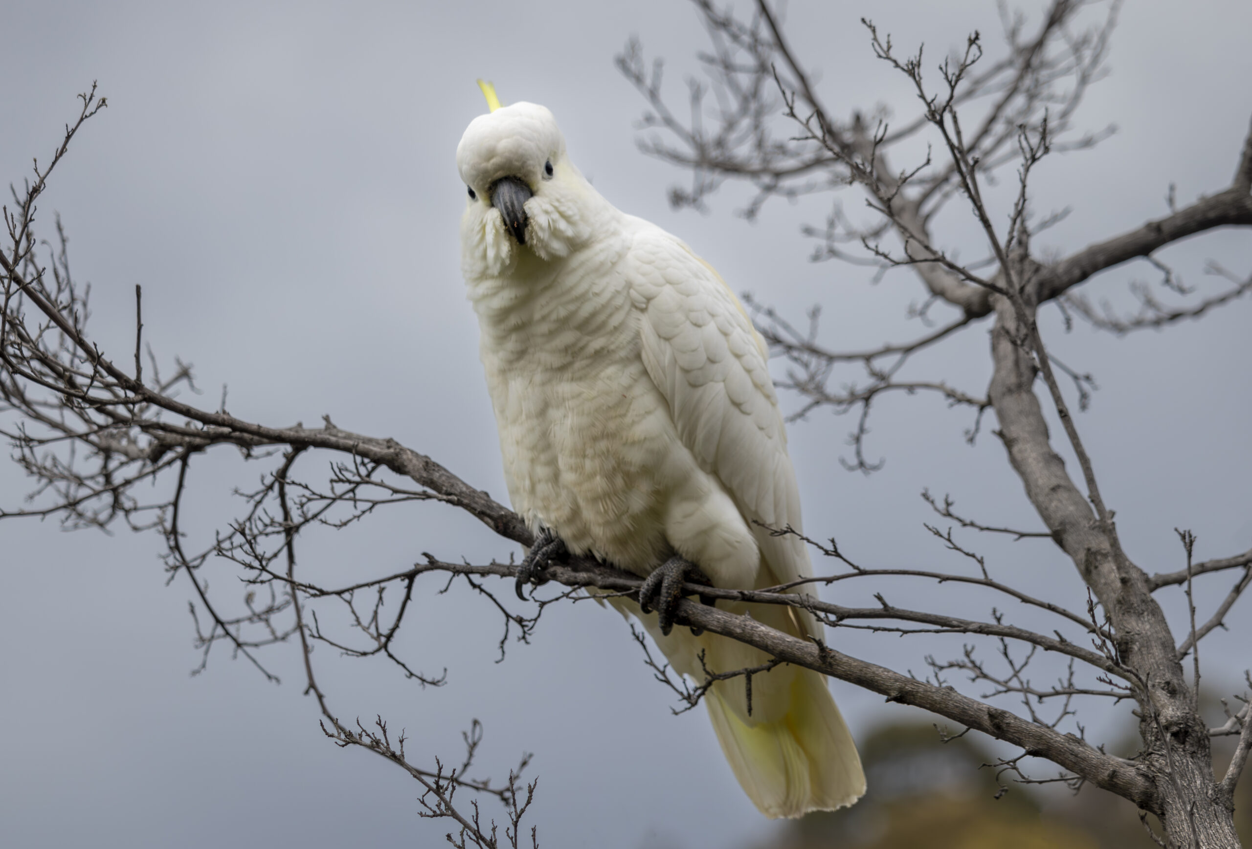 A large white bird sitting on the bare branch of a tree