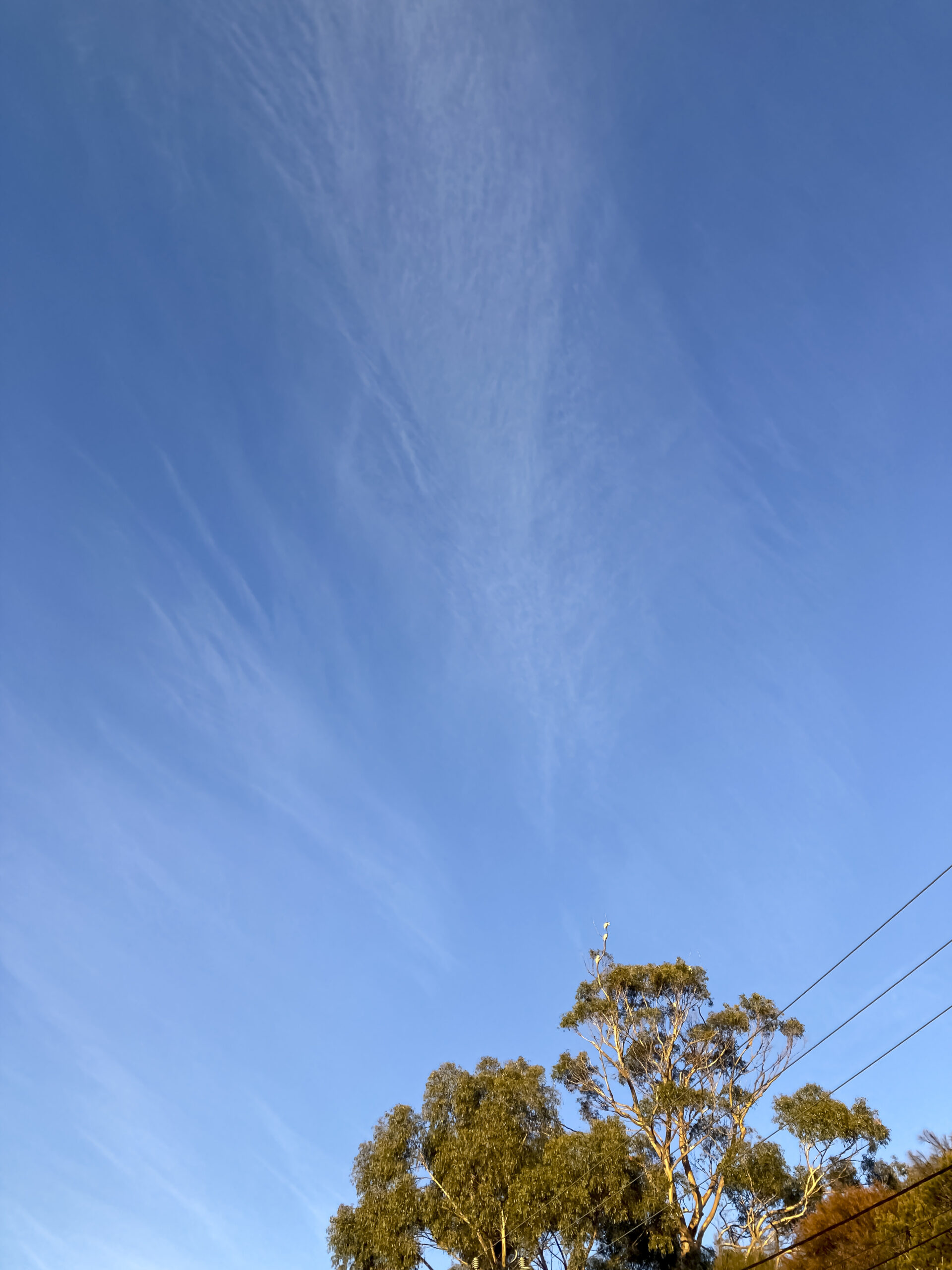 A blue sky with whispy clouds. There is a tree and power lines at the very bottom of the image