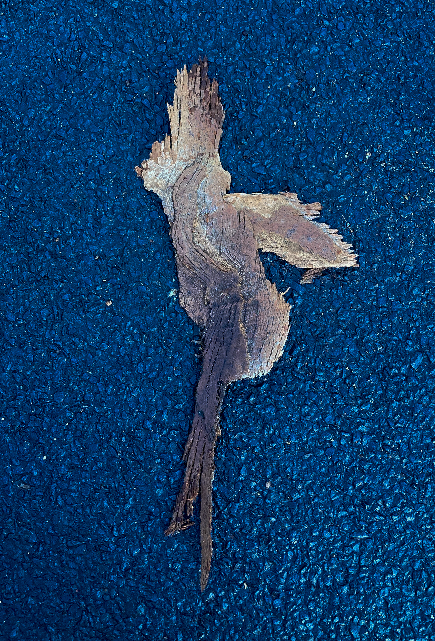 Pieces of bark lying on a road, arranged in a way that looks like a bird