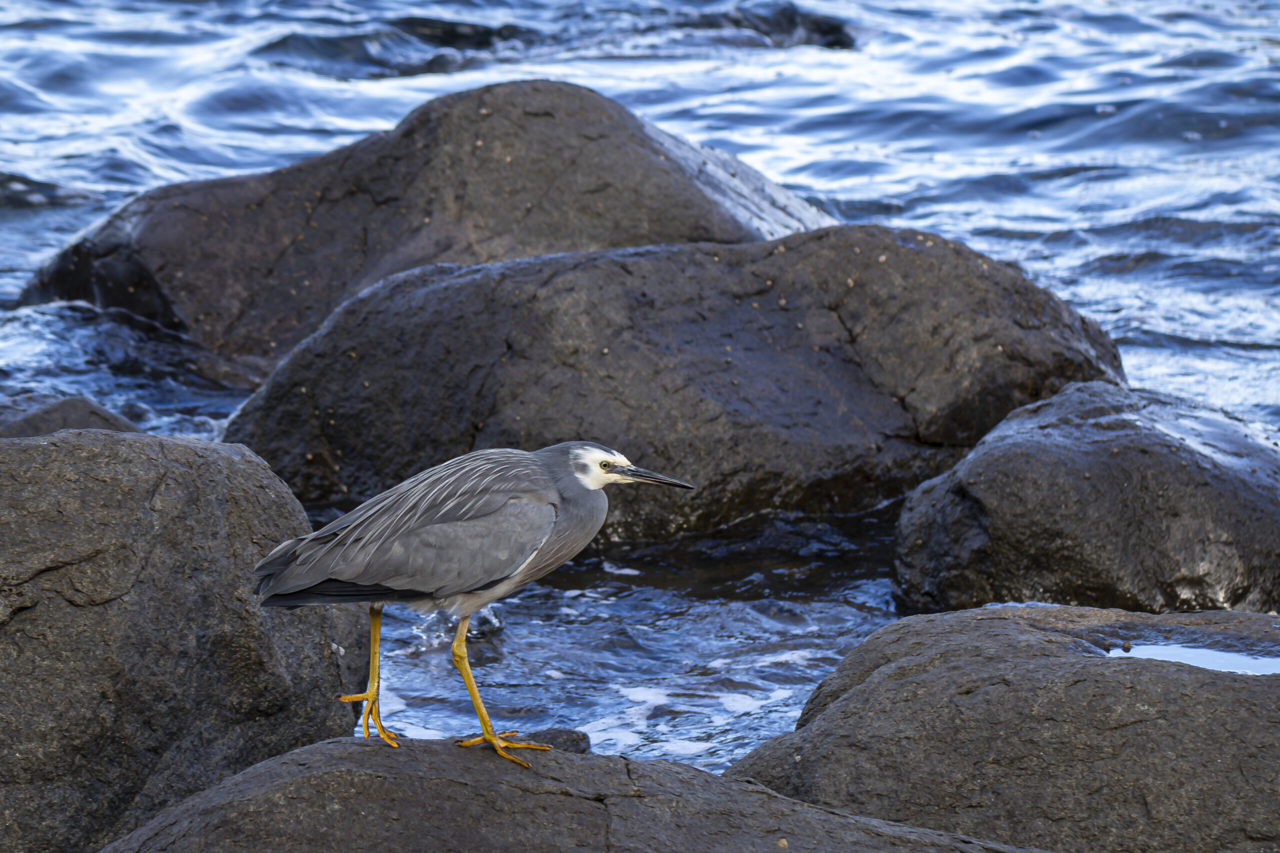 A medium sized brown bird with a white face and a long thin beak stands on some rocks in the water