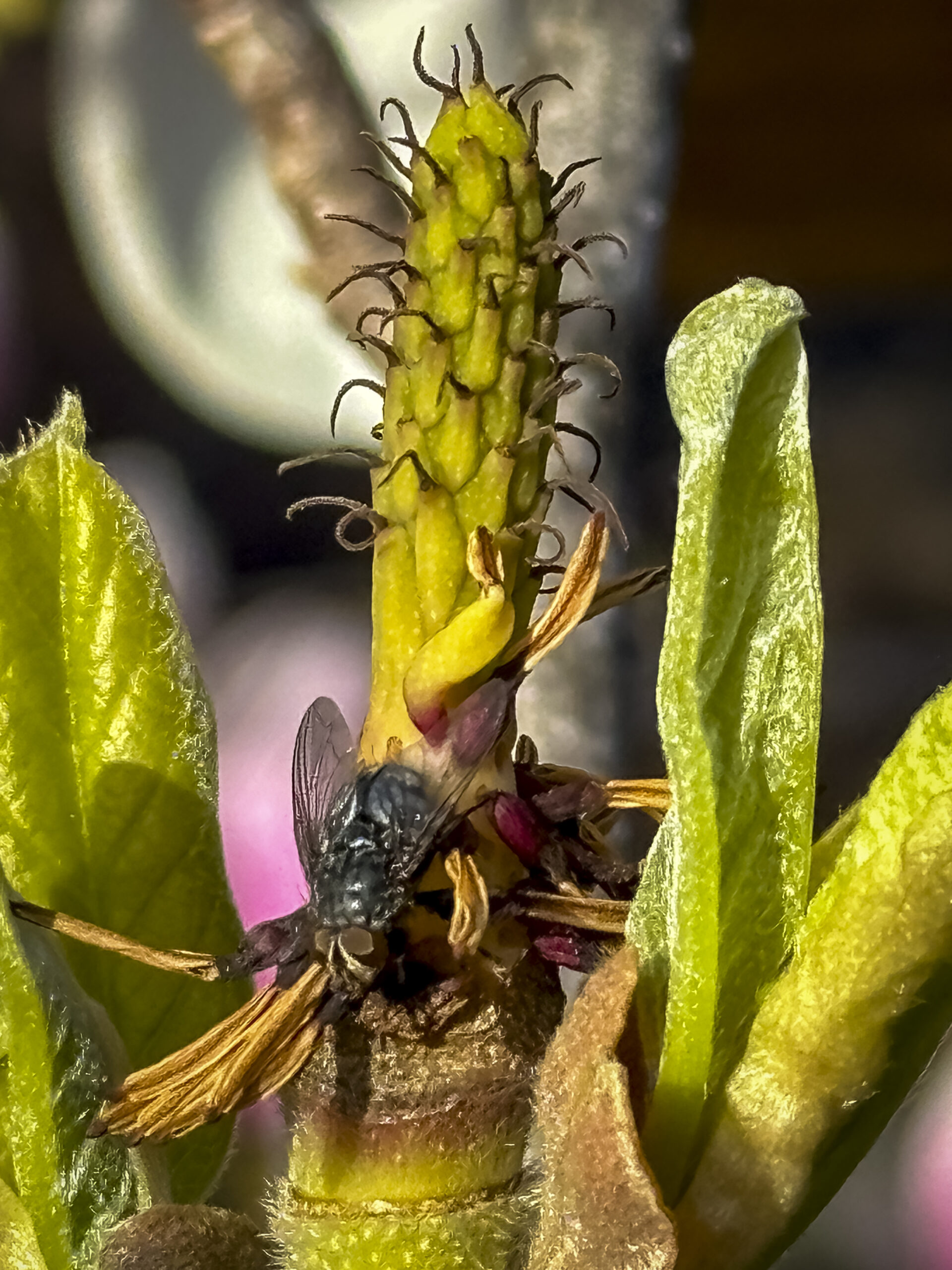 A close-up photo of a fly on a spiky flower stem